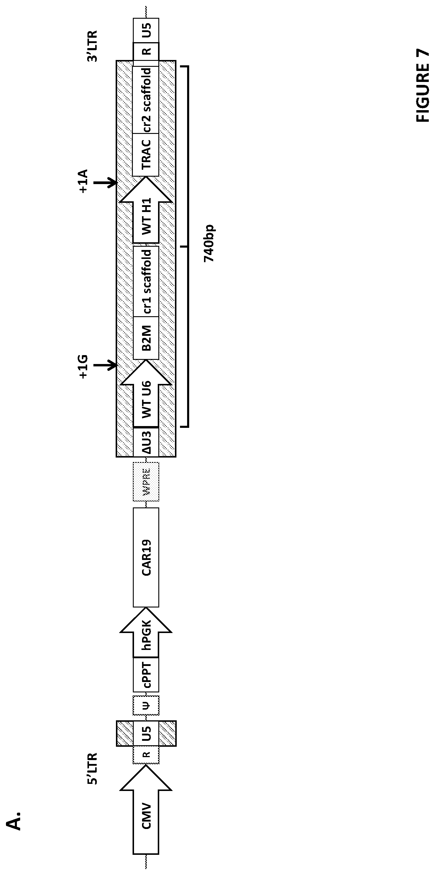 Patent US12410444 Figure 10 – Minimal promoter