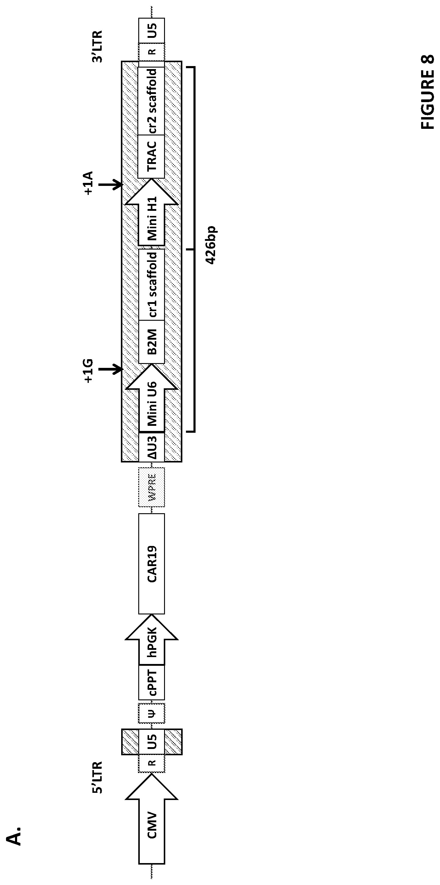 Patent US12410444 Figure 13 – Minimal promoter