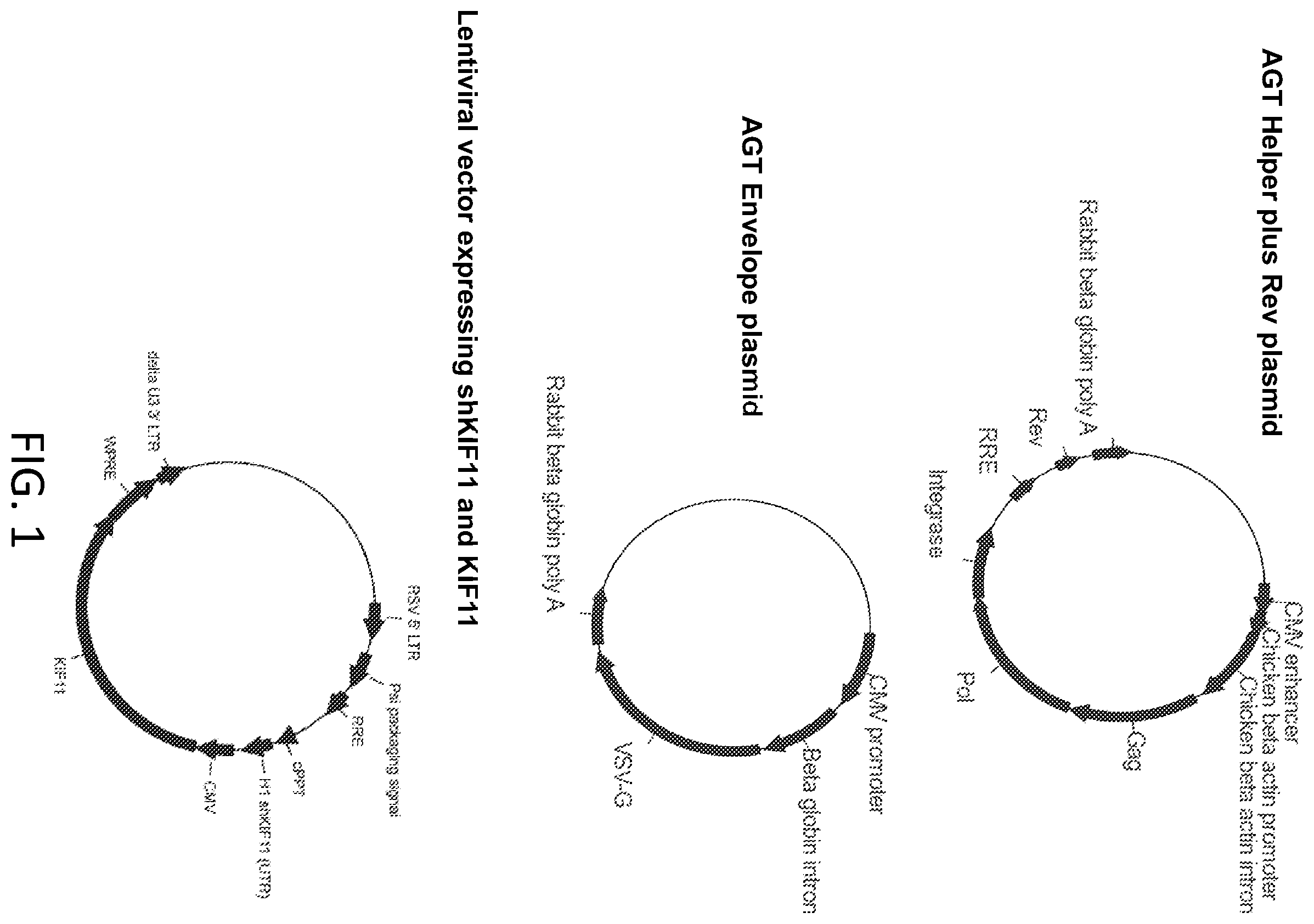 Patent US12410445 Figure 1 – Vector system for expressing regulatory RNA