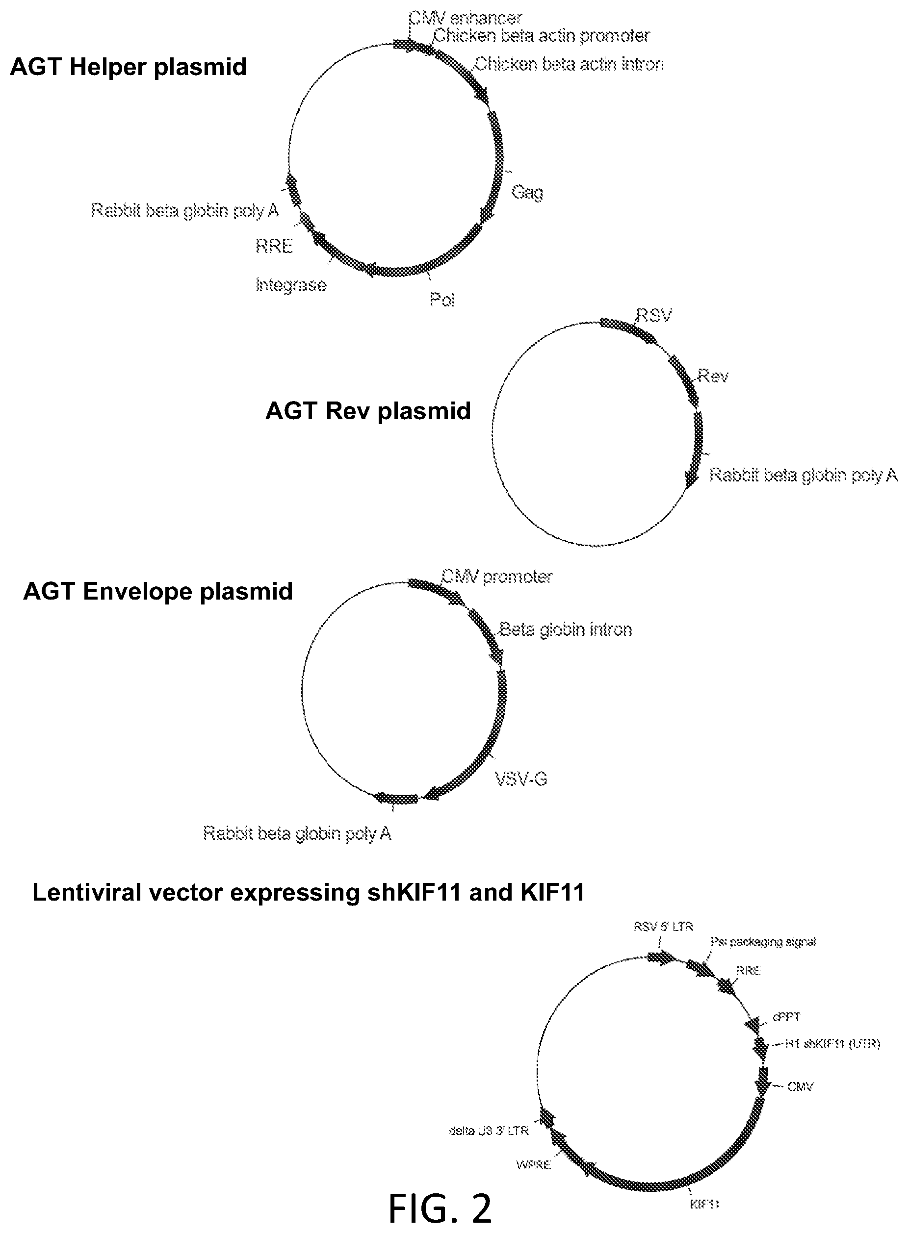 Patent US12410445 Figure 2 – Vector system for expressing regulatory RNA