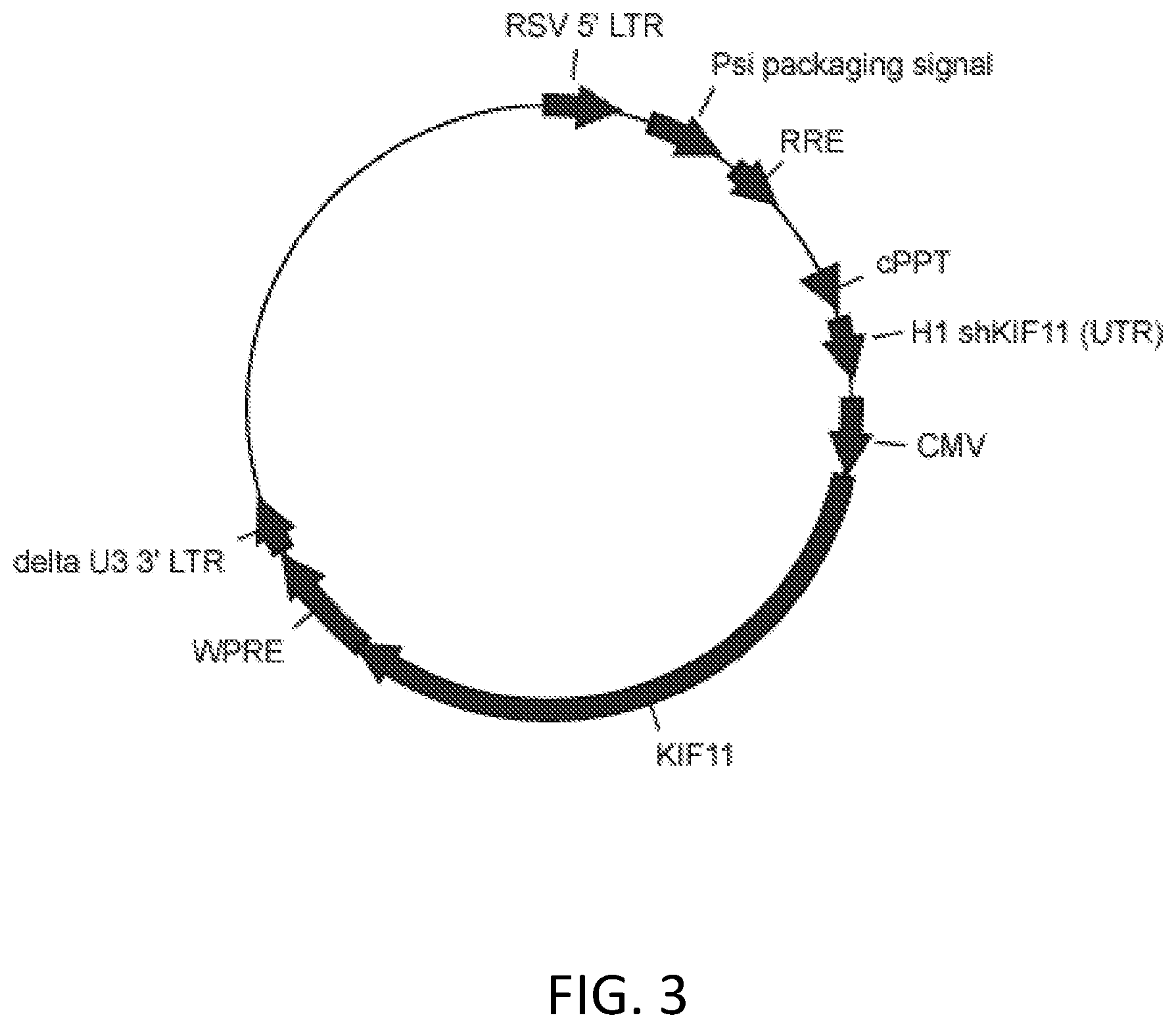Patent US12410445 Figure 3 – Vector system for expressing regulatory RNA