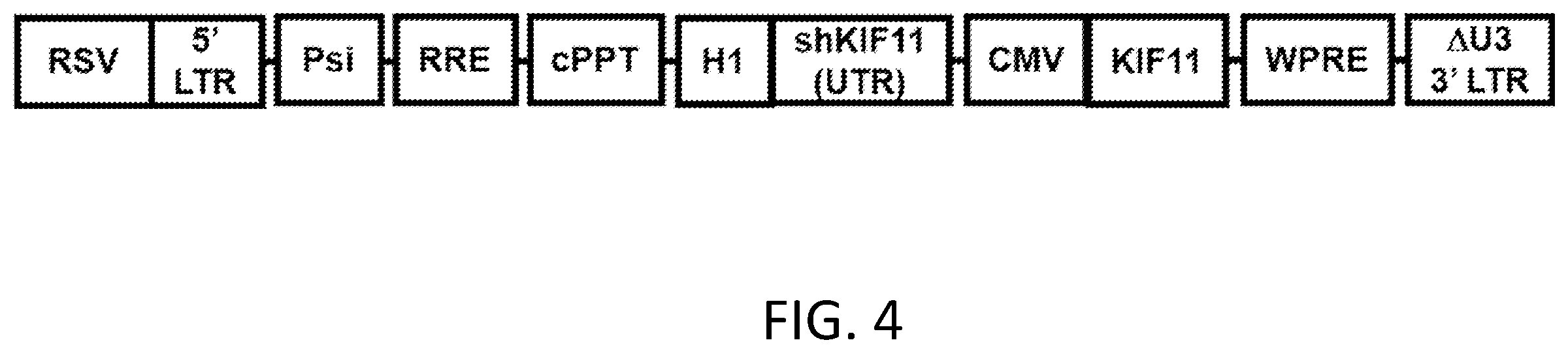 Patent US12410445 Figure 4 – Vector system for expressing regulatory RNA