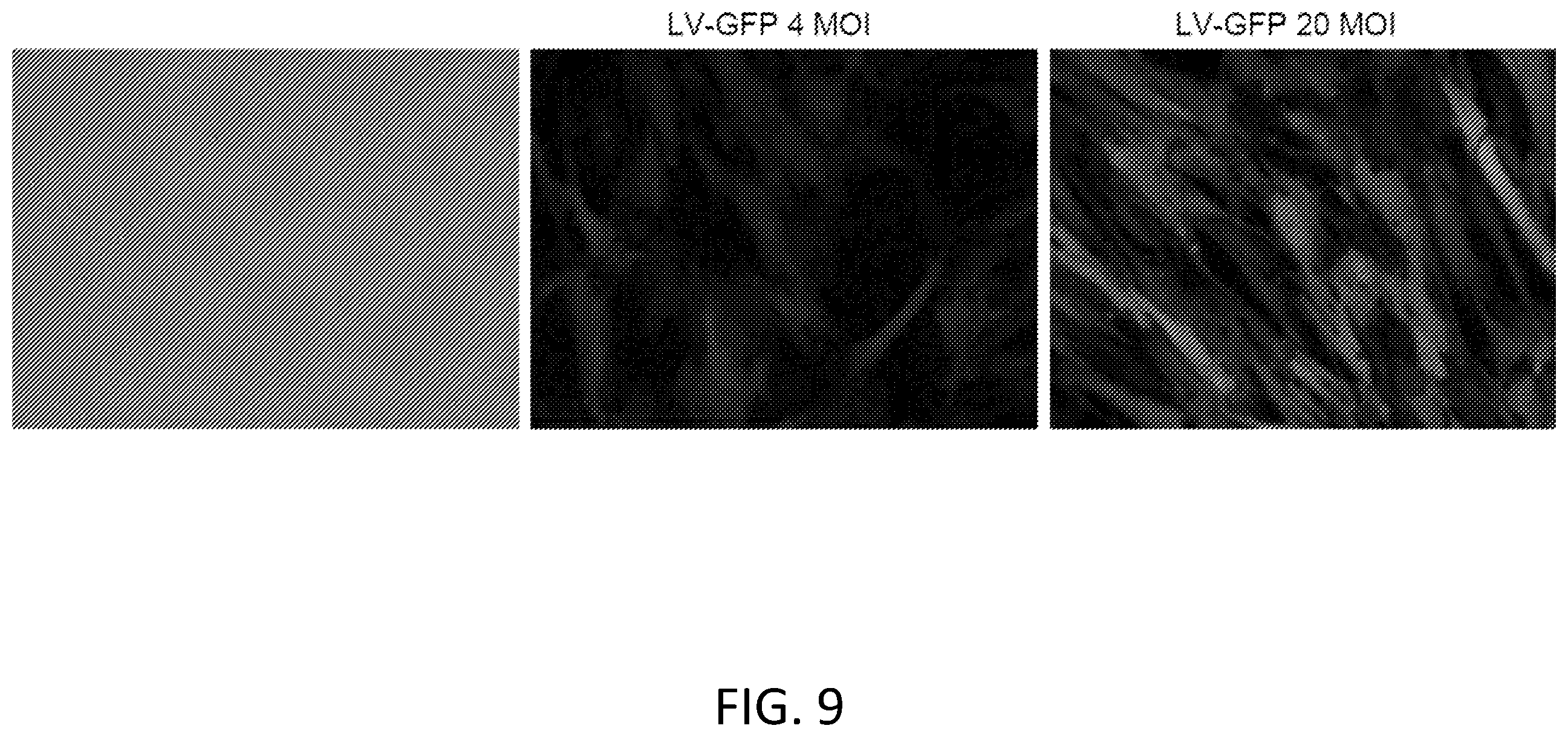 Patent US12410445 Figure 9 – Vector system for expressing regulatory RNA