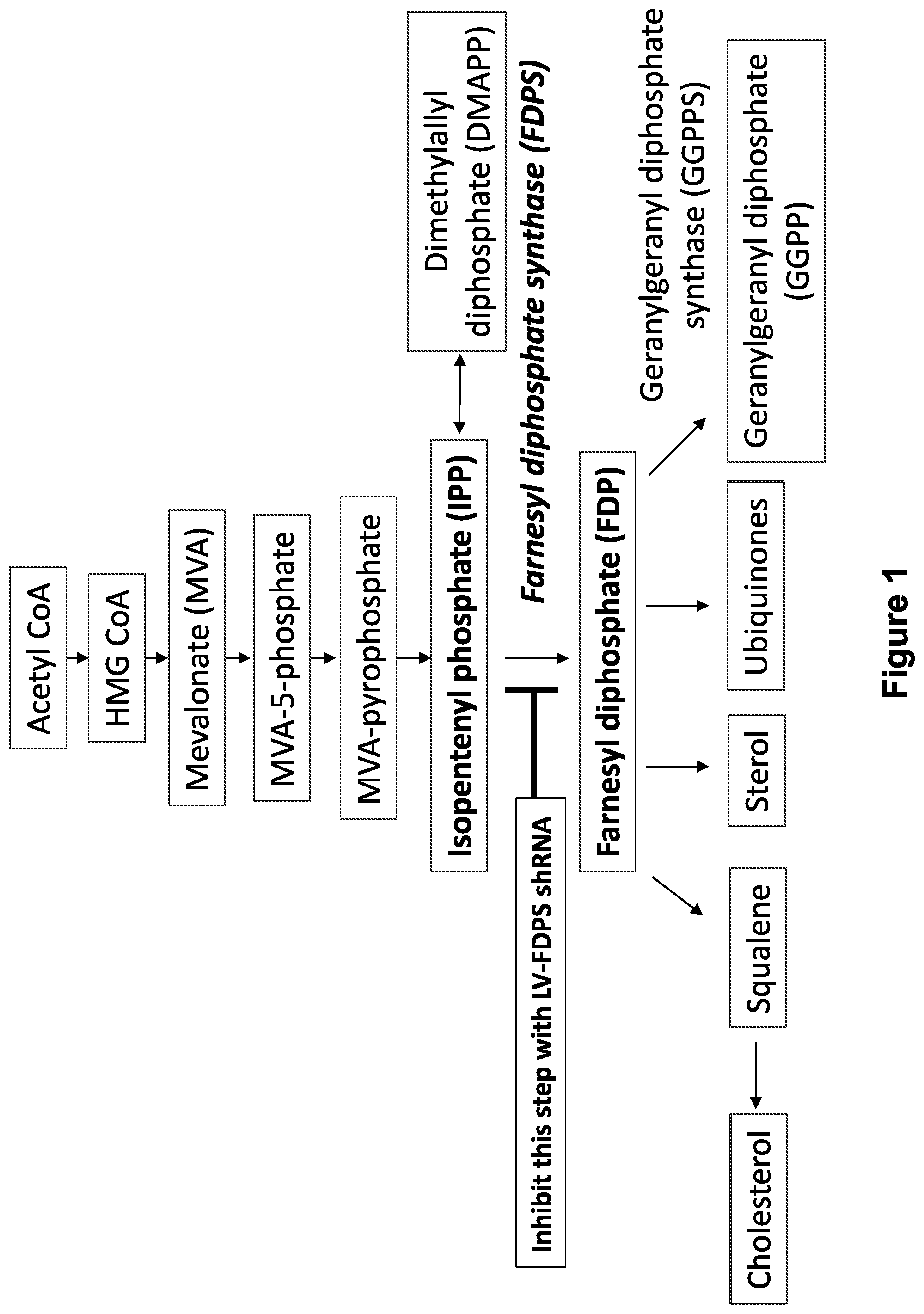 Patent US12410446 Figure 1 – Methods and compositions for the activation of gamma-delta T-cells