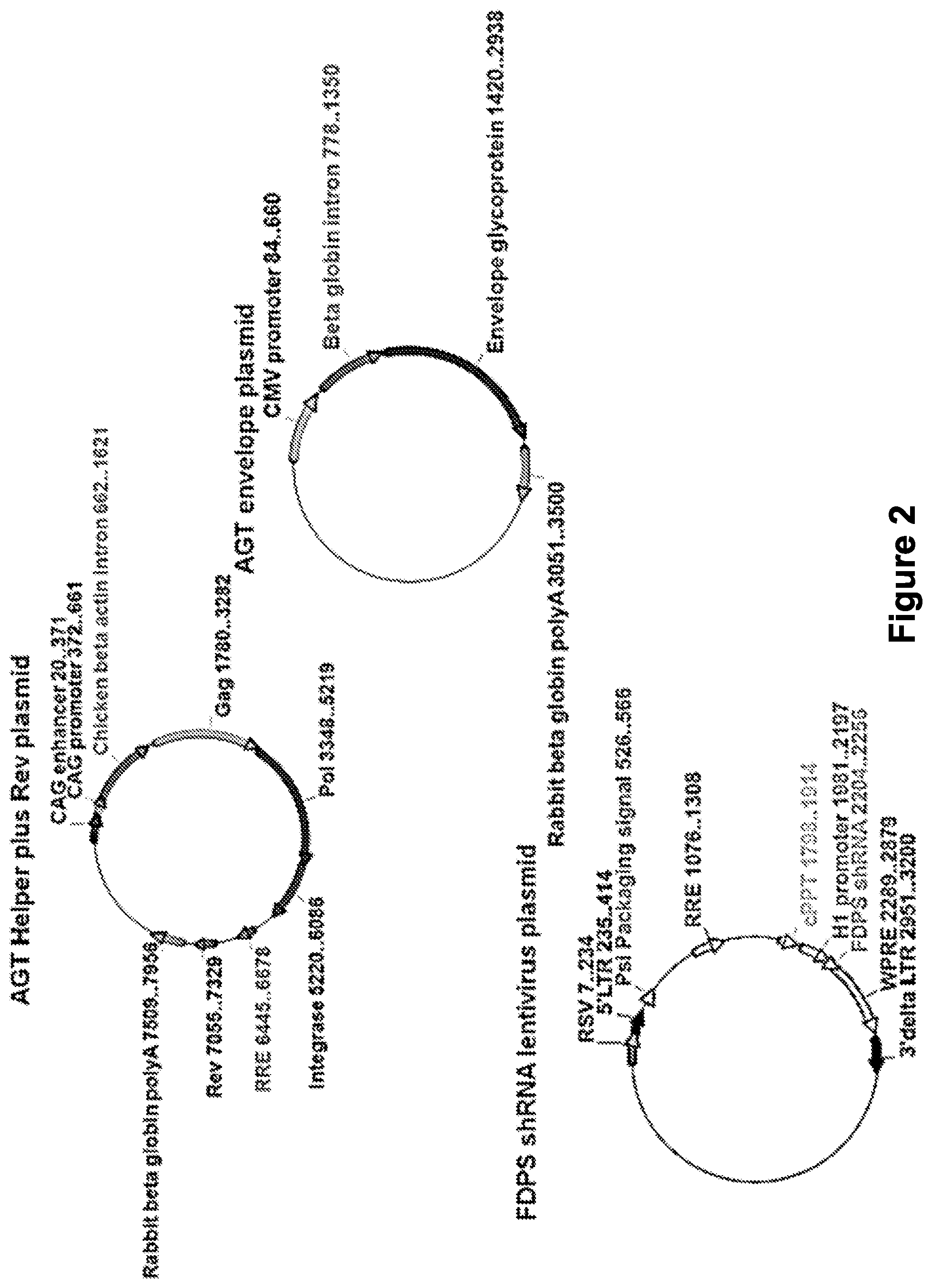 Patent US12410446 Figure 2 – Methods and compositions for the activation of gamma-delta T-cells
