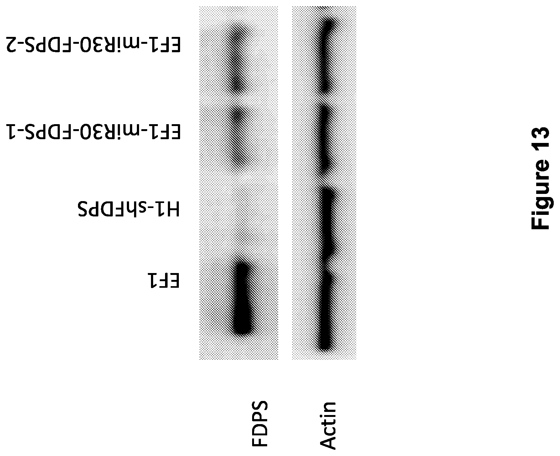 Patent US12410446 Figure 13 – Methods and compositions for the activation of gamma-delta T-cells