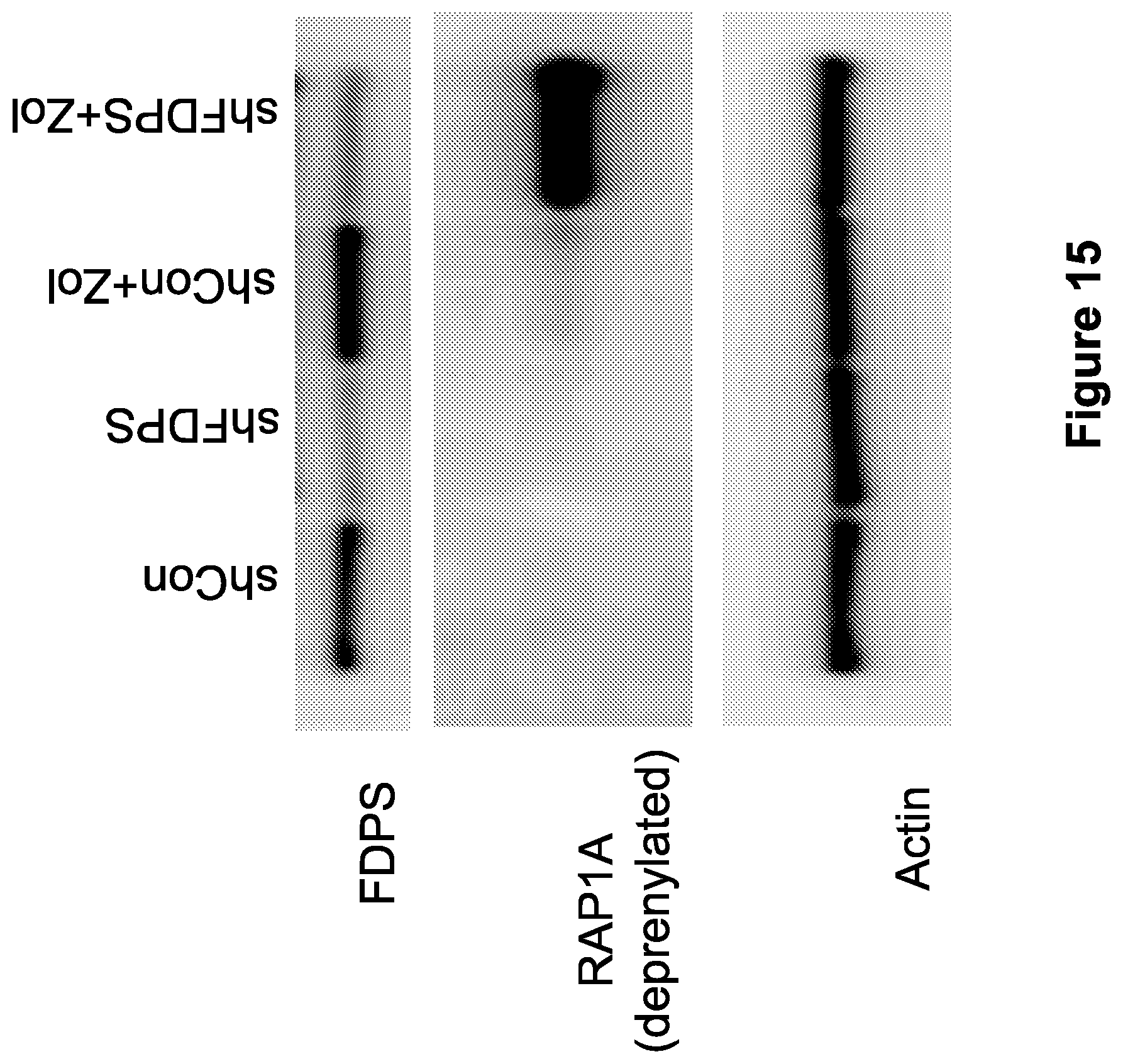 Patent US12410446 Figure 15 – Methods and compositions for the activation of gamma-delta T-cells