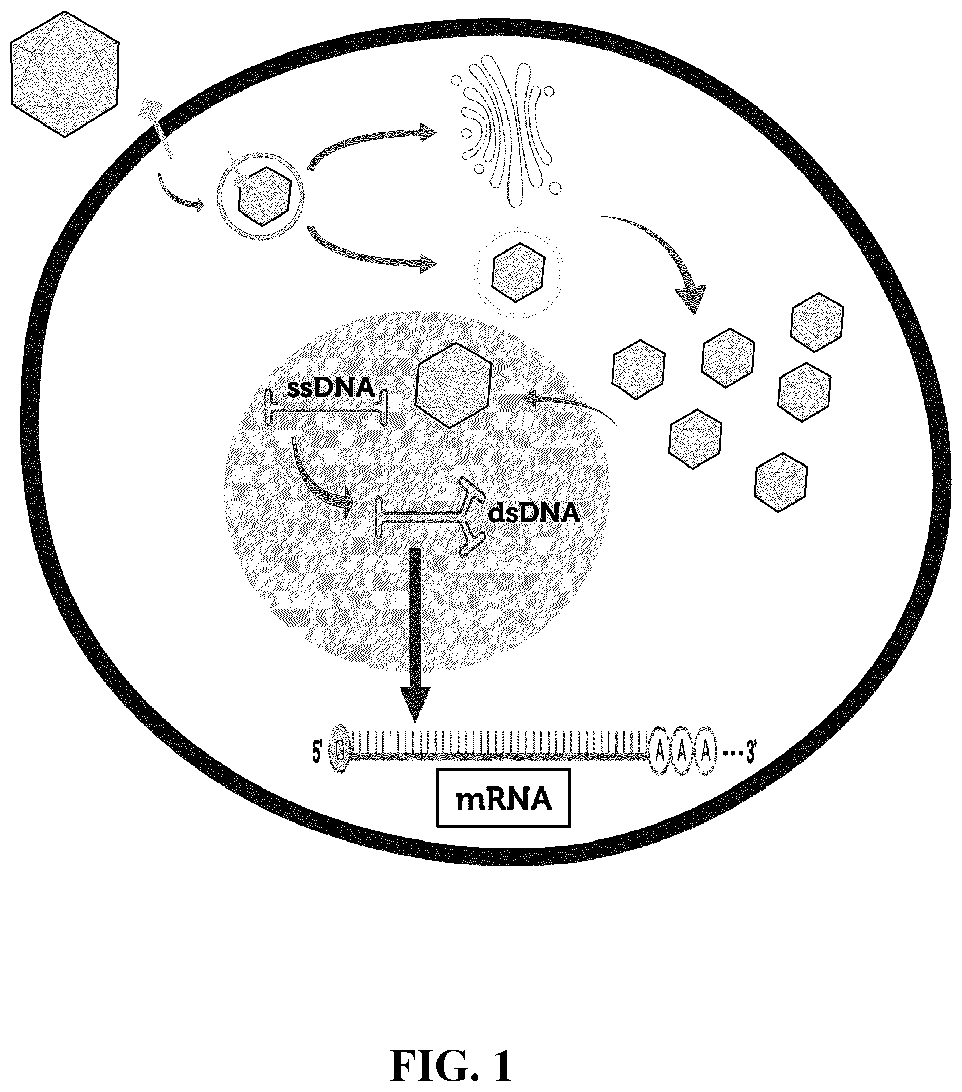 Patent US12410447 Figure 1 – Engineered muscle targeting compositions
