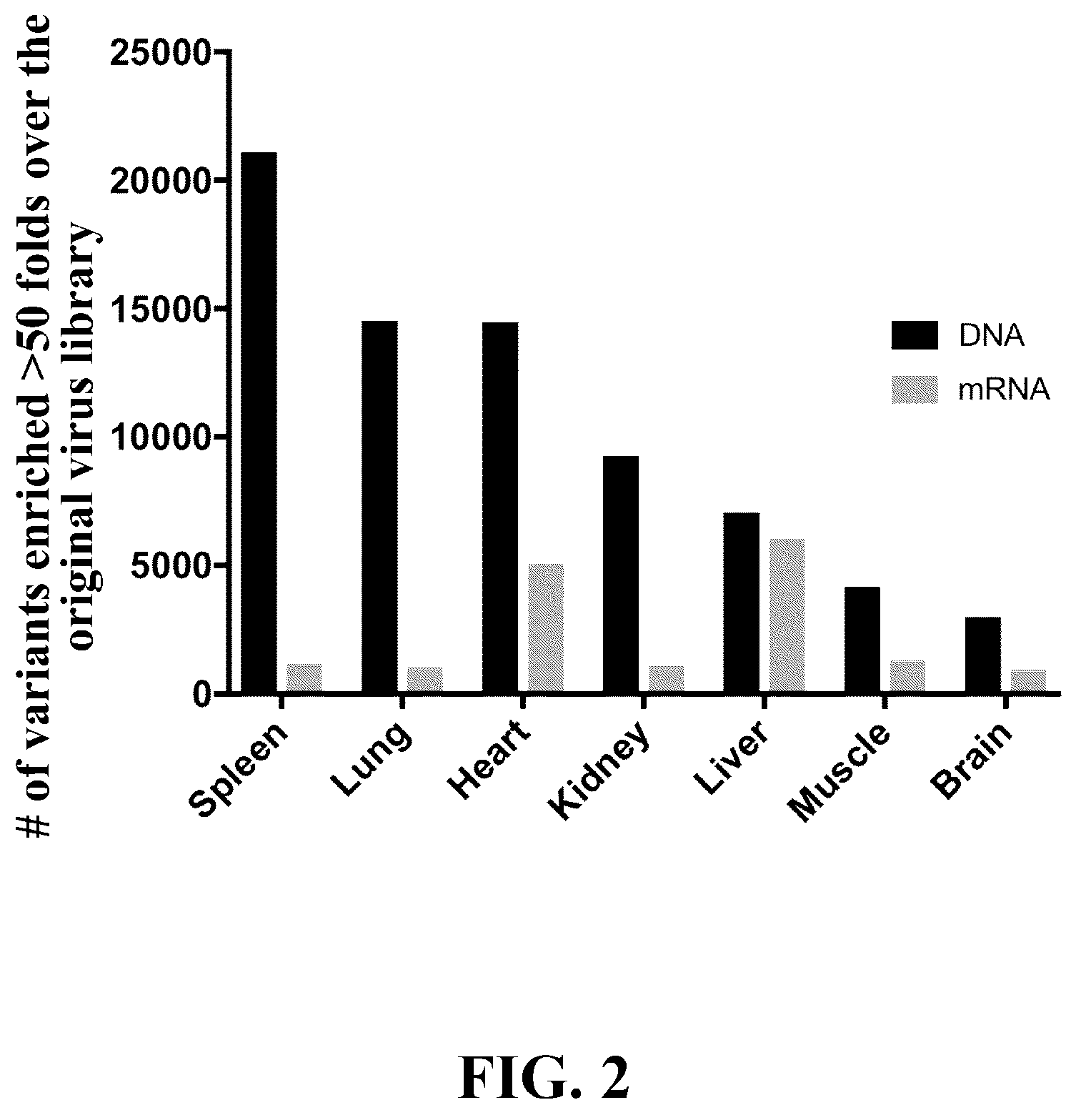 Patent US12410447 Figure 2 – Engineered muscle targeting compositions