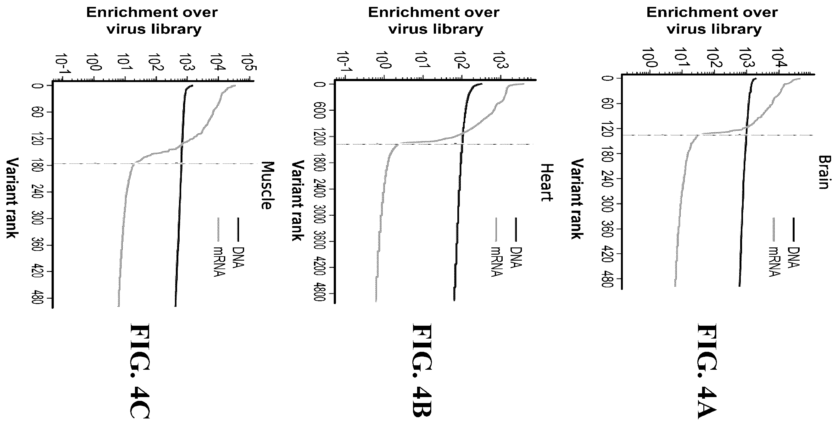 Patent US12410447 Figure 4 – Engineered muscle targeting compositions