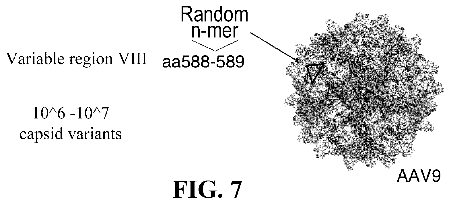Patent US12410447 Figure 9 – Engineered muscle targeting compositions