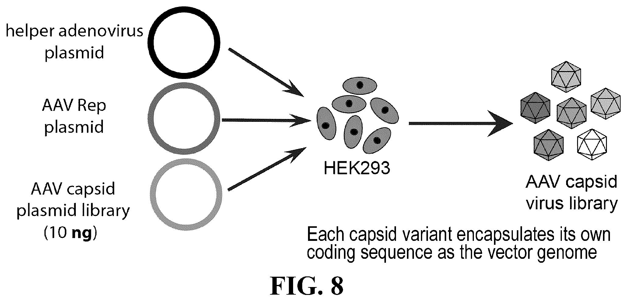 Patent US12410447 Figure 10 – Engineered muscle targeting compositions