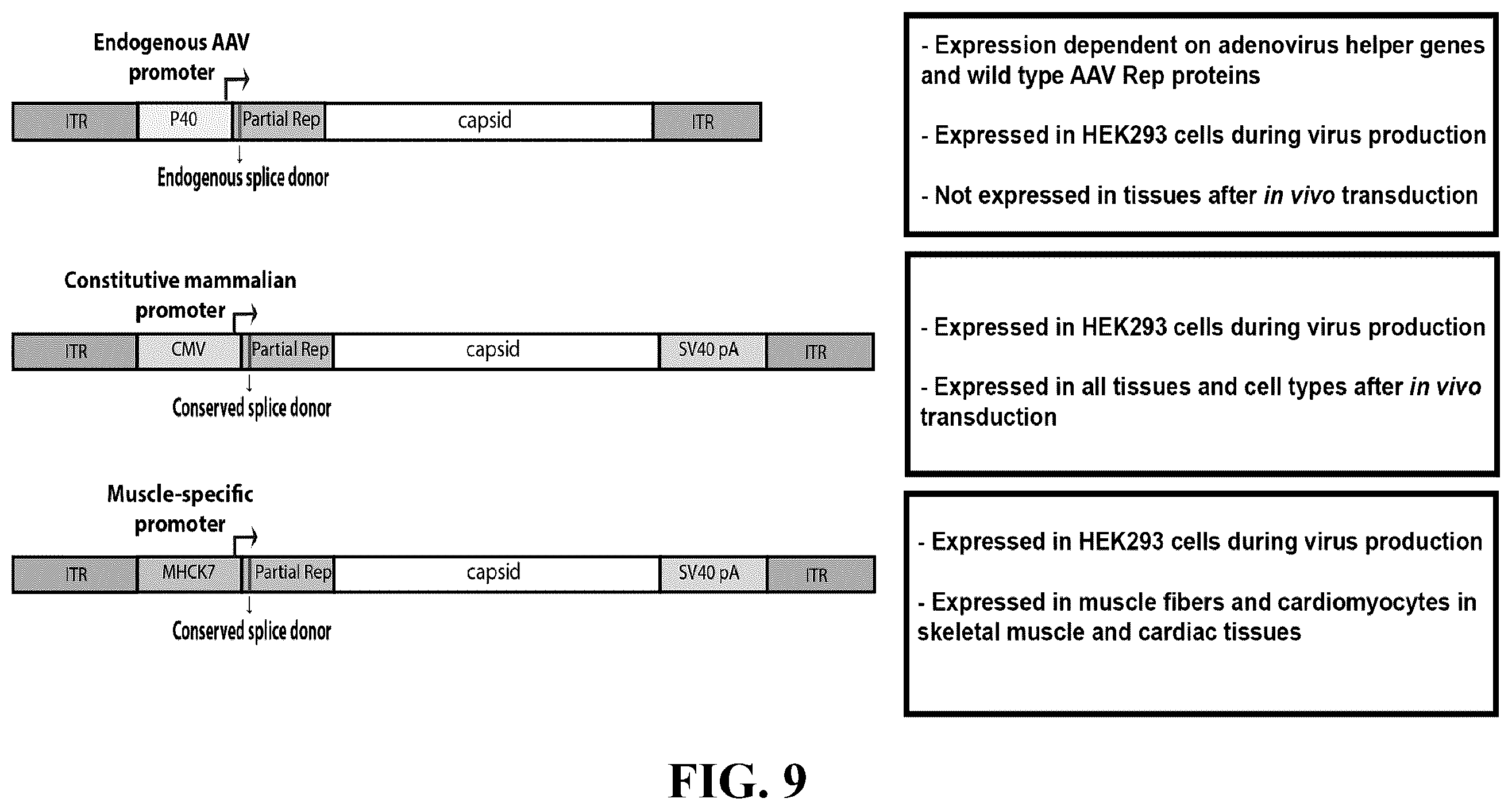 Patent US12410447 Figure 11 – Engineered muscle targeting compositions