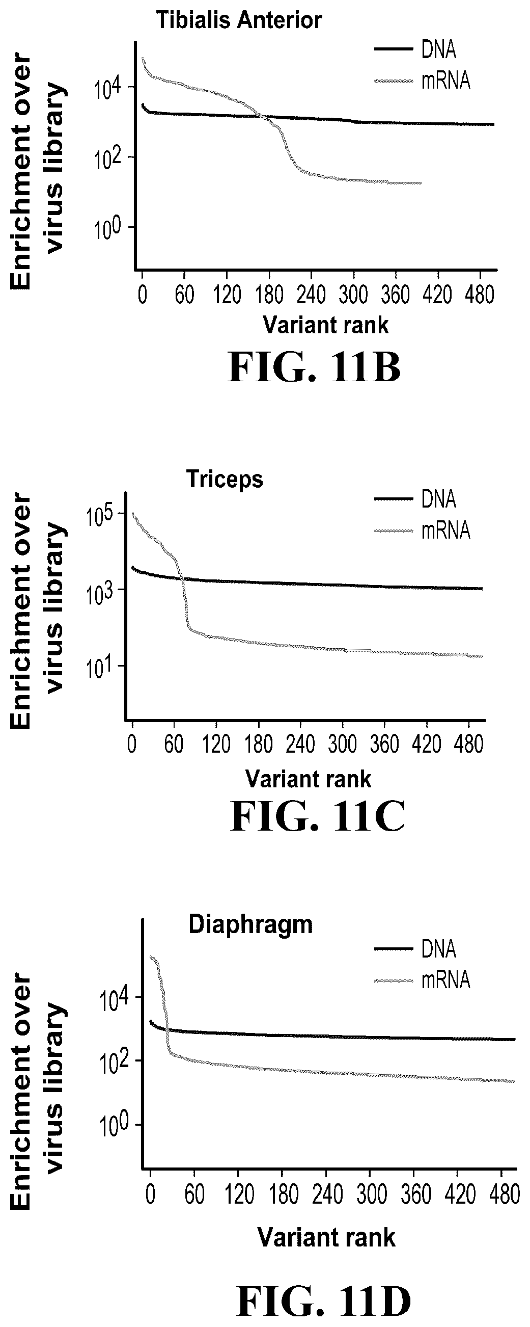 Patent US12410447 Figure 13 – Engineered muscle targeting compositions