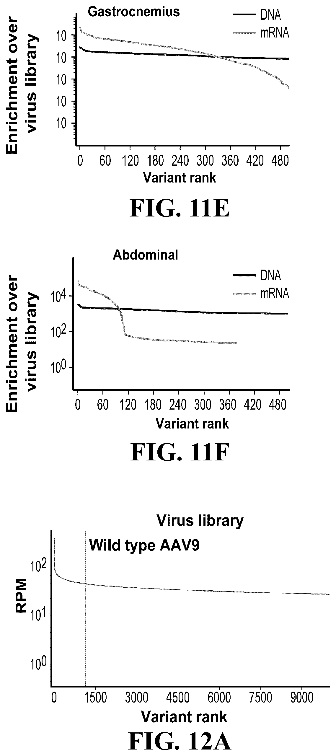 Patent US12410447 Figure 14 – Engineered muscle targeting compositions