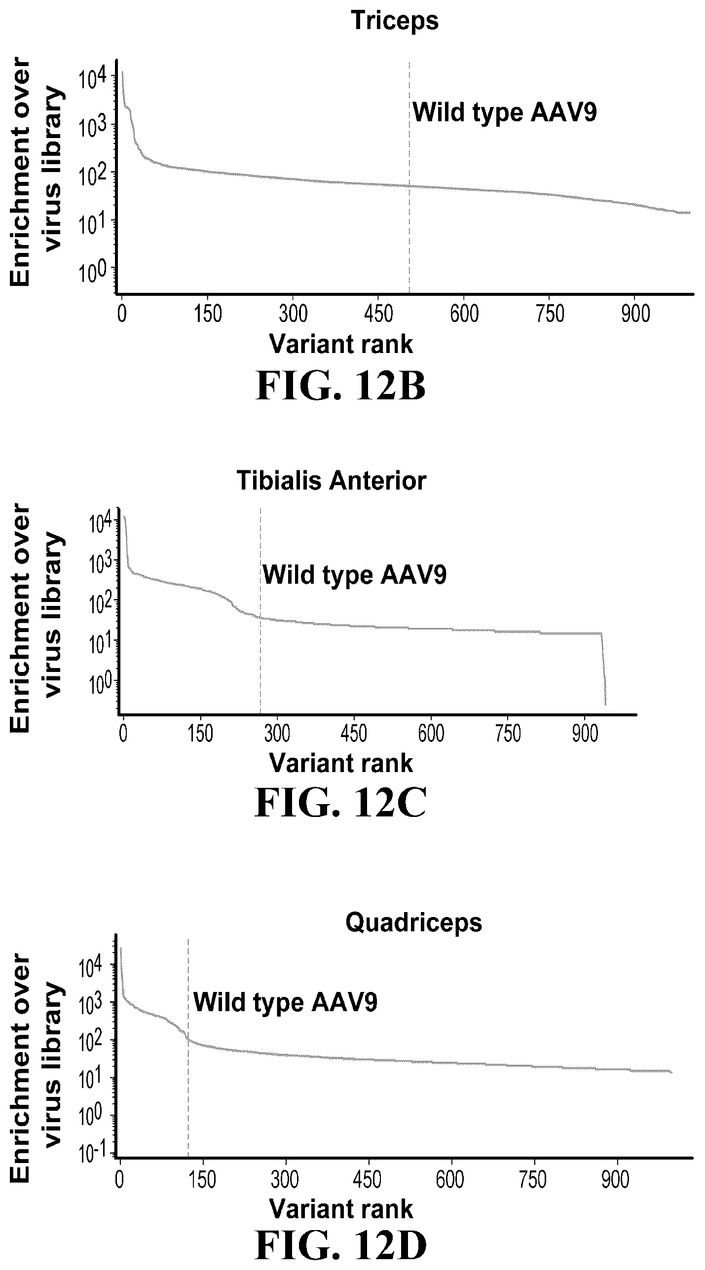 Patent US12410447 Figure 15 – Engineered muscle targeting compositions