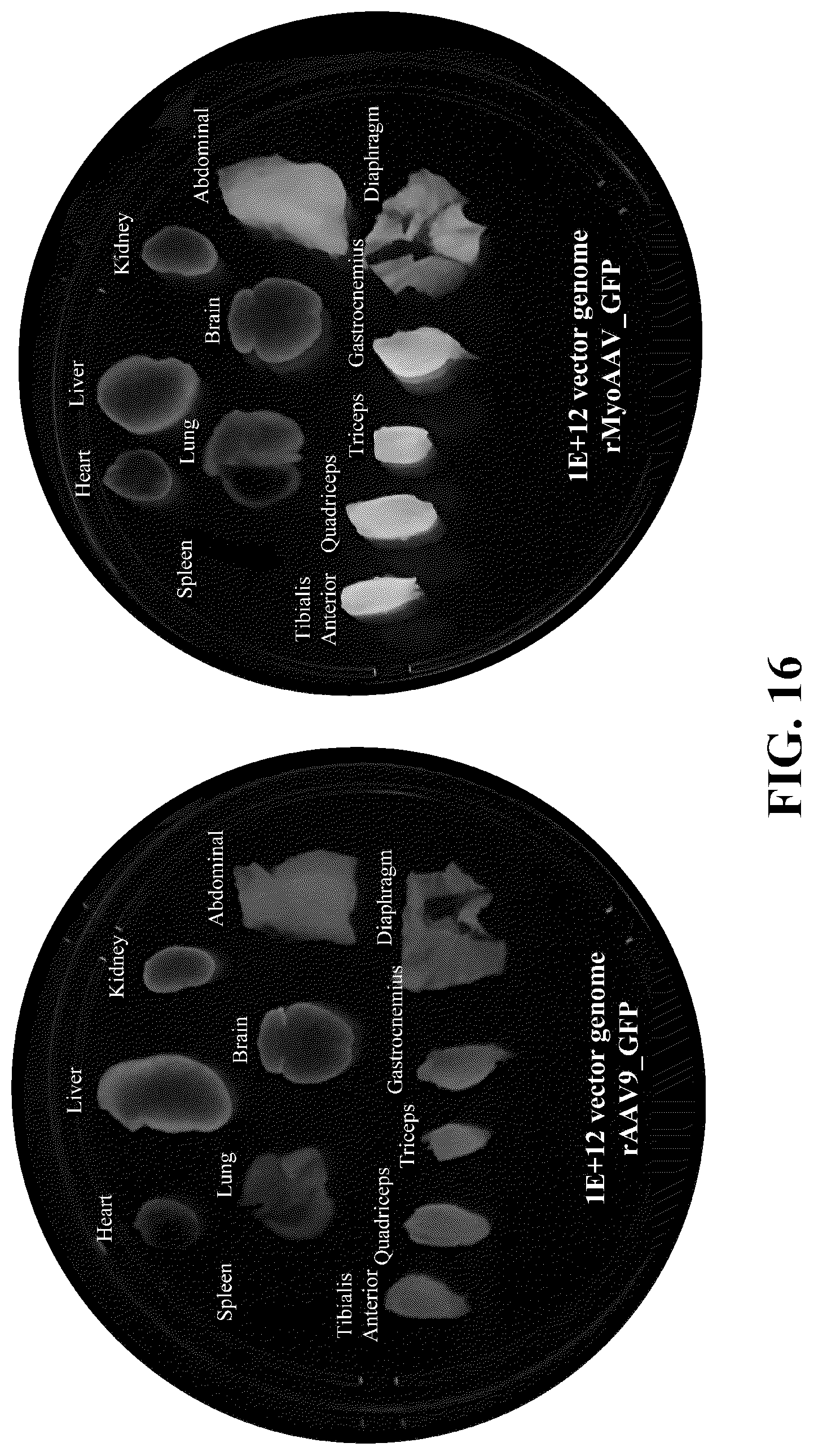Patent US12410447 Figure 19 – Engineered muscle targeting compositions