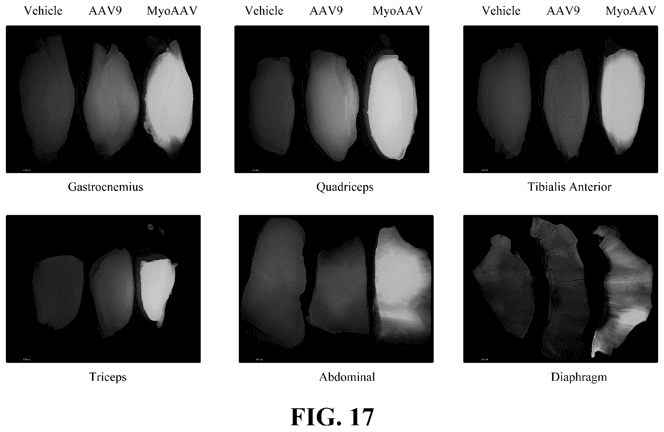 Patent US12410447 Figure 20 – Engineered muscle targeting compositions