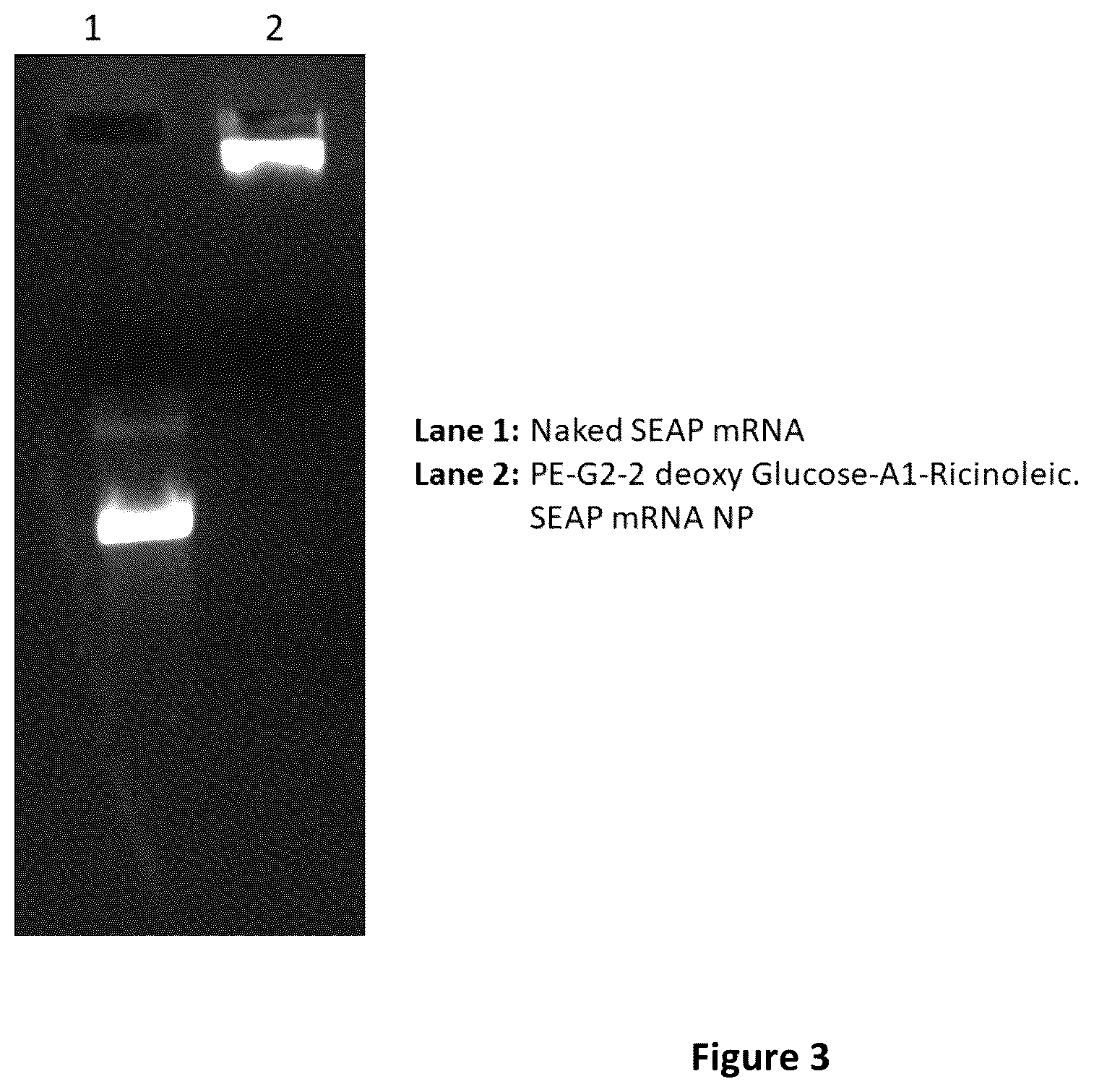 Patent US12410448 Figure 3 – Nanoparticle compositions containing sugar functionalized nucleic acid carriers