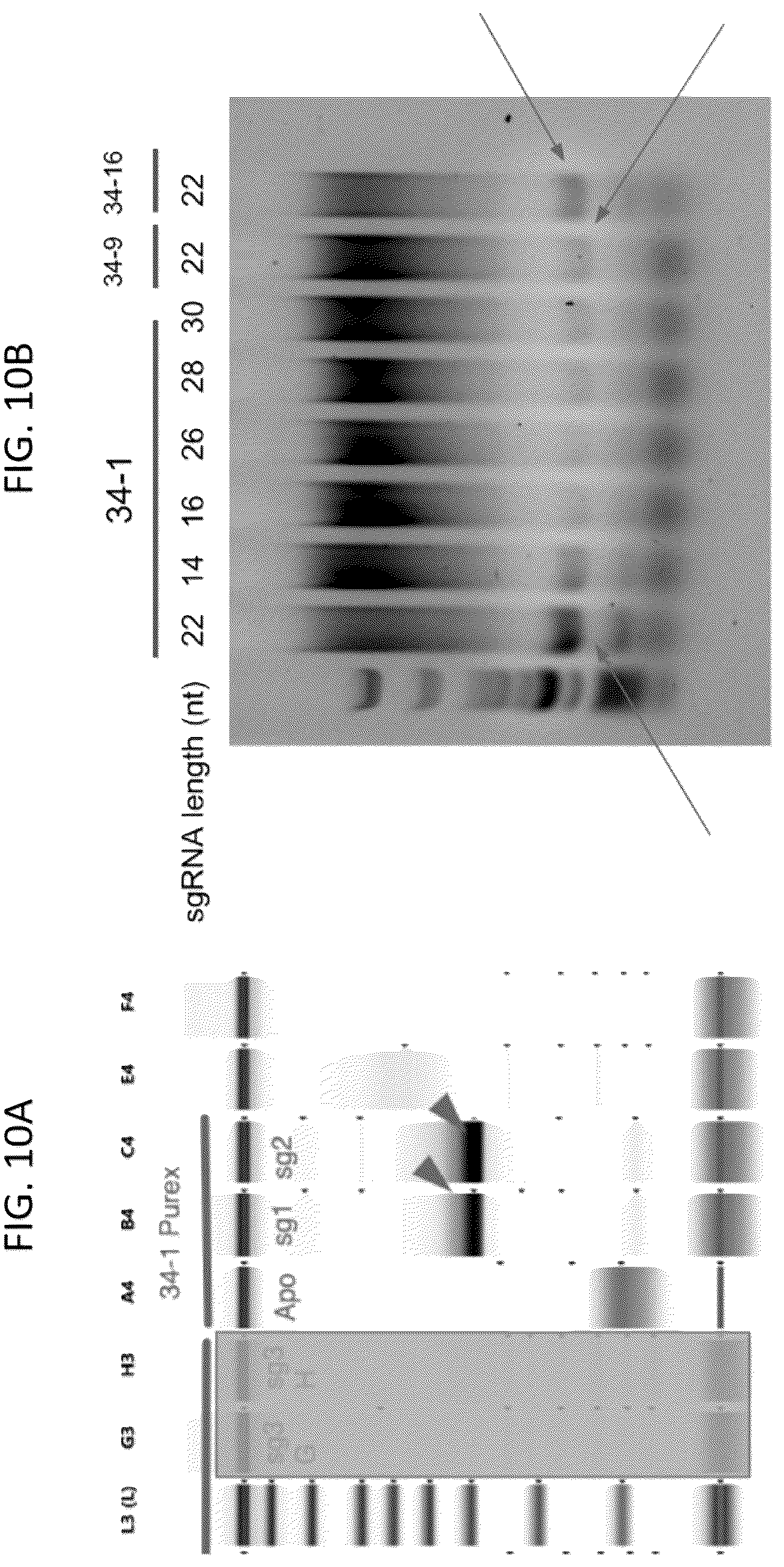 Patent US12410449 Figure 12 – Endonuclease systems