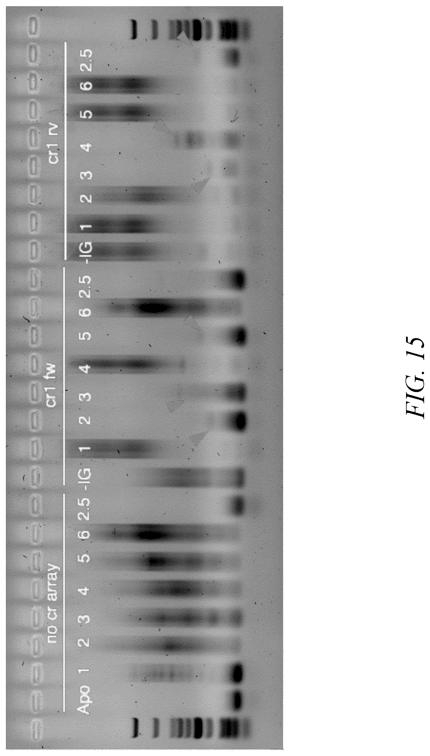 Patent US12410449 Figure 17 – Endonuclease systems