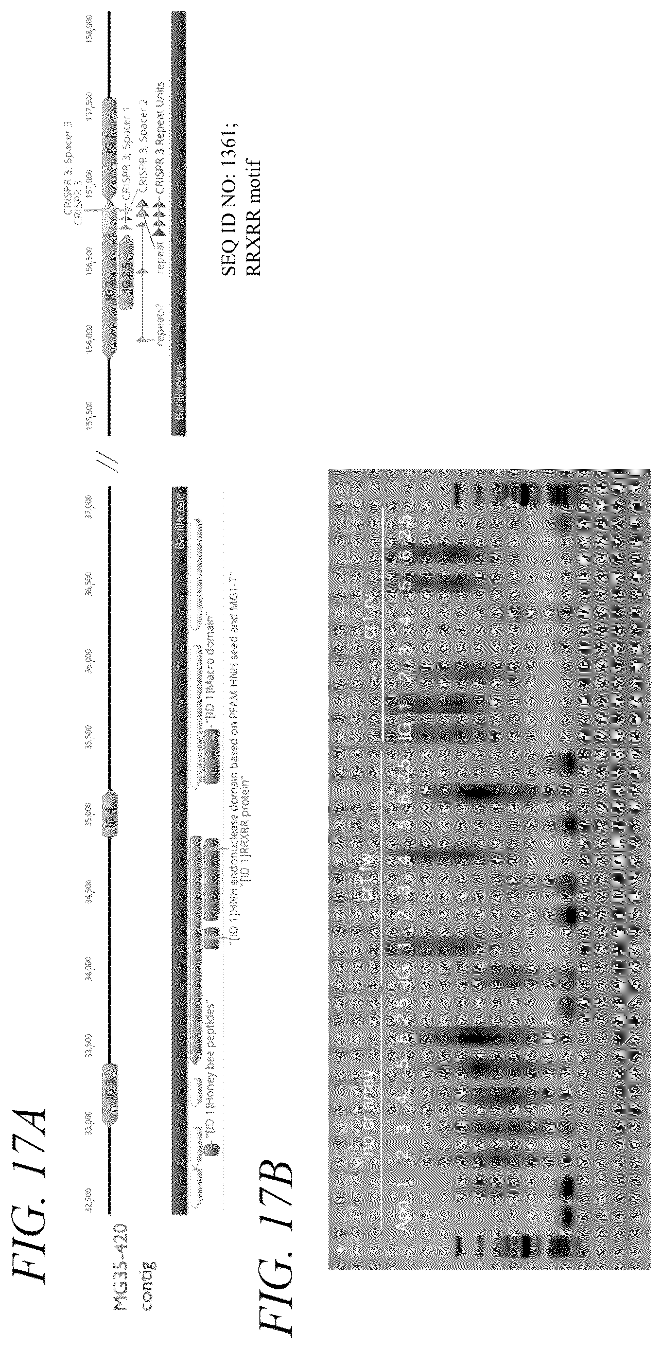 Patent US12410449 Figure 19 – Endonuclease systems