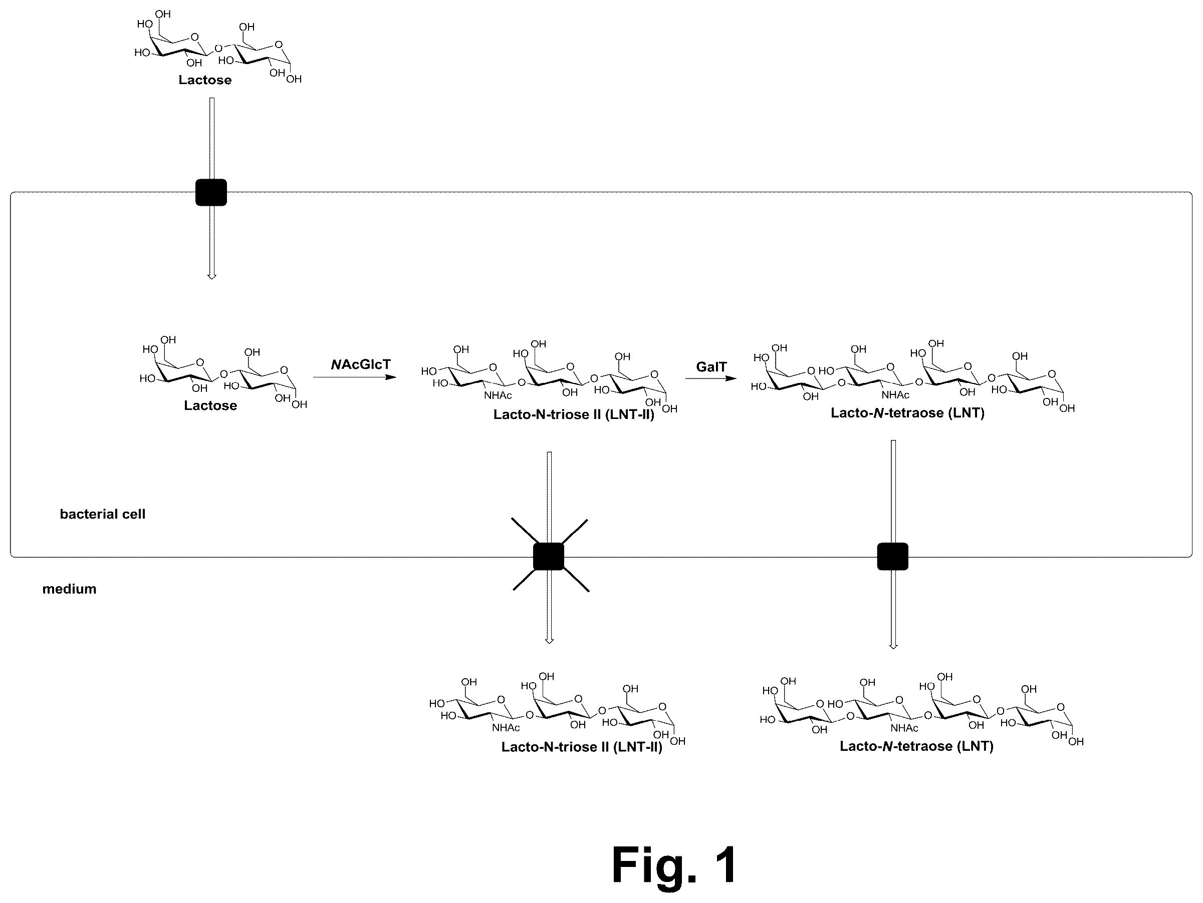 Patent US12410454 Figure 1 – Production of human milk oligosaccharides in microbial hosts with engineered import / export