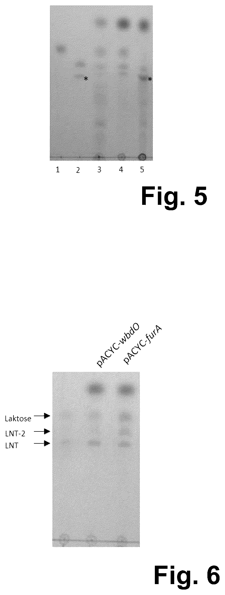 Patent US12410454 Figure 3 – Production of human milk oligosaccharides in microbial hosts with engineered import / export
