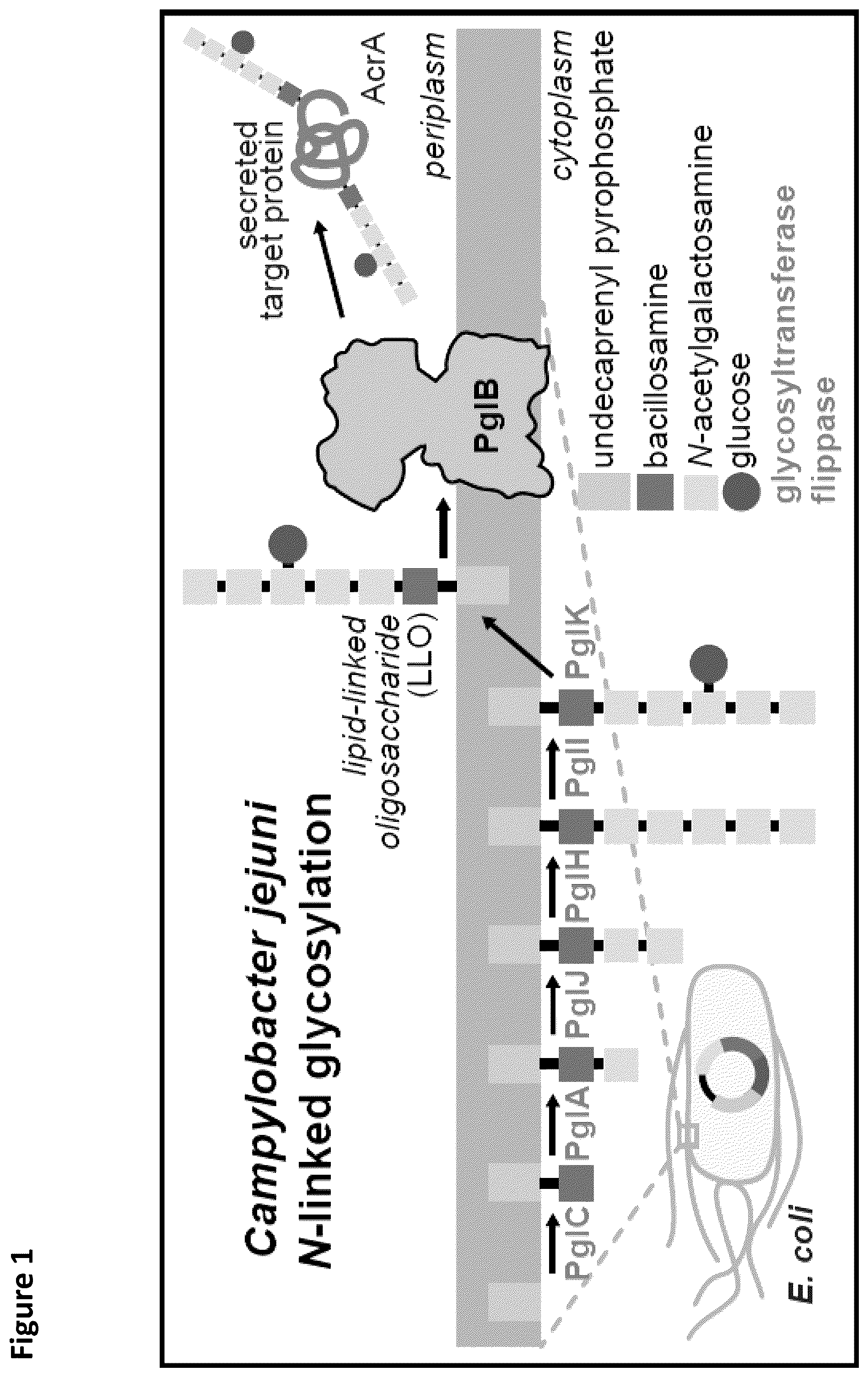 Patent US12410456 Figure 1 – Cell-free glycoprotein synthesis (CFGPS) in prokaryotic cell lysates enriched with components for glycosylation