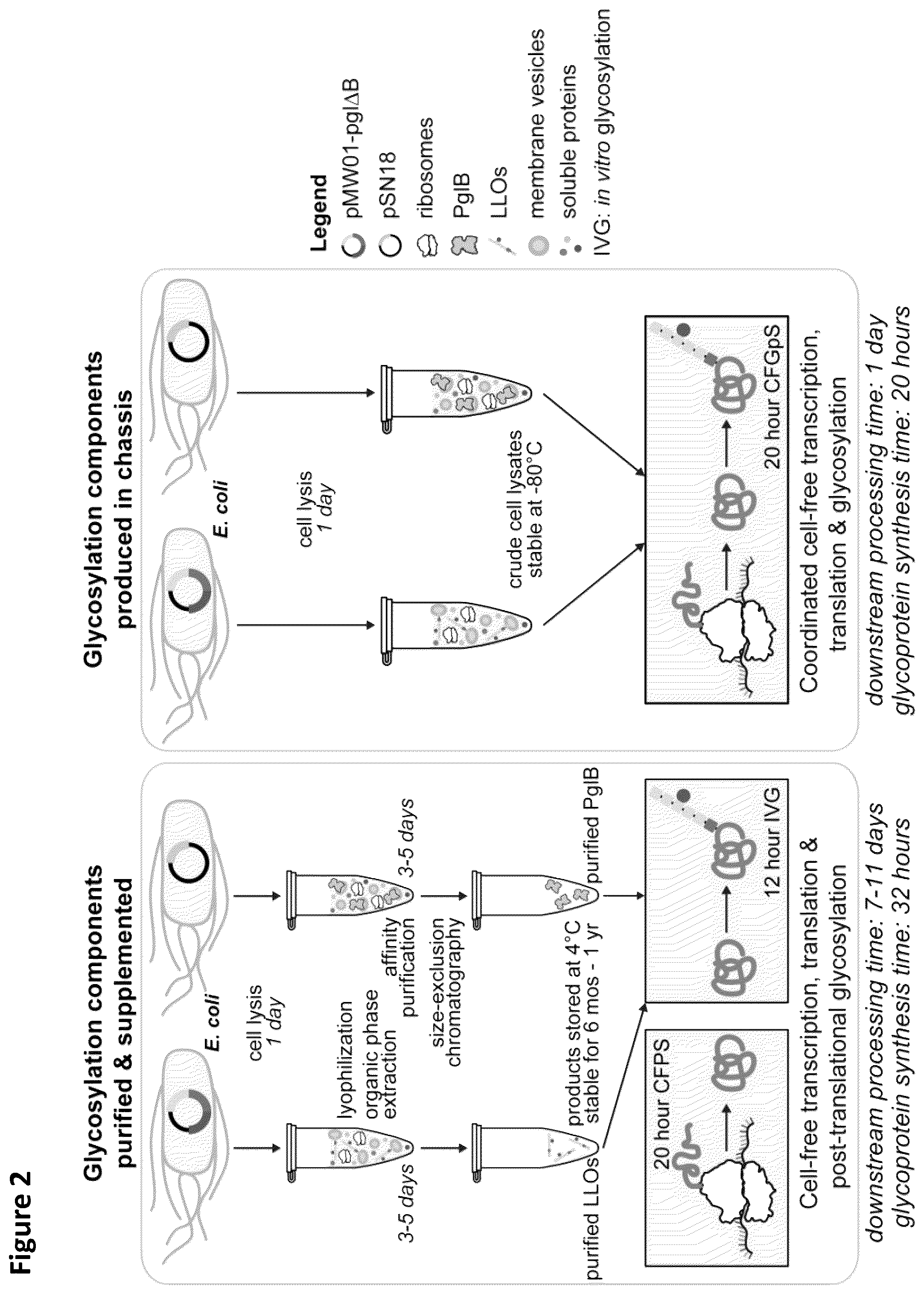 Patent US12410456 Figure 2 – Cell-free glycoprotein synthesis (CFGPS) in prokaryotic cell lysates enriched with components for glycosylation