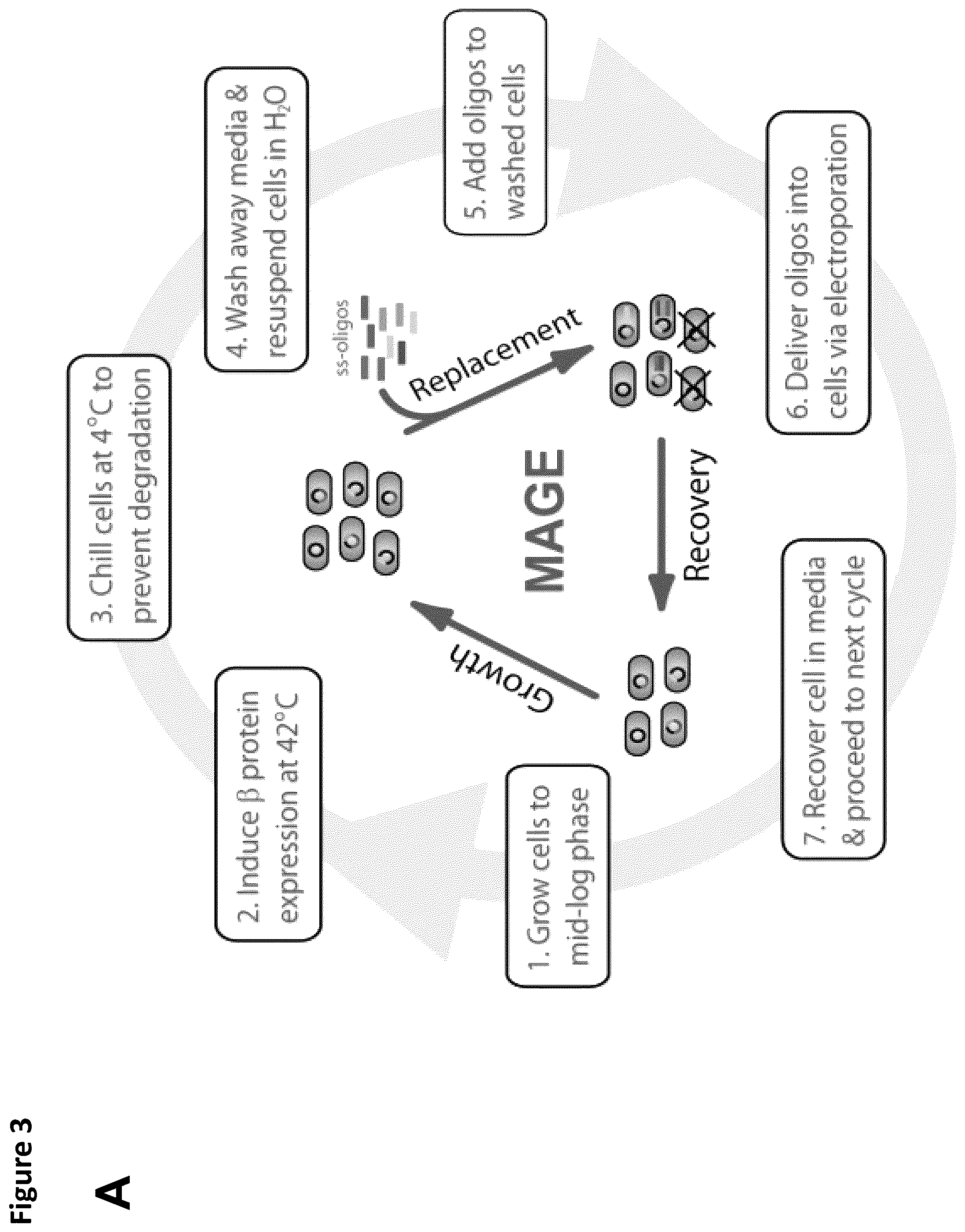 Patent US12410456 Figure 3 – Cell-free glycoprotein synthesis (CFGPS) in prokaryotic cell lysates enriched with components for glycosylation