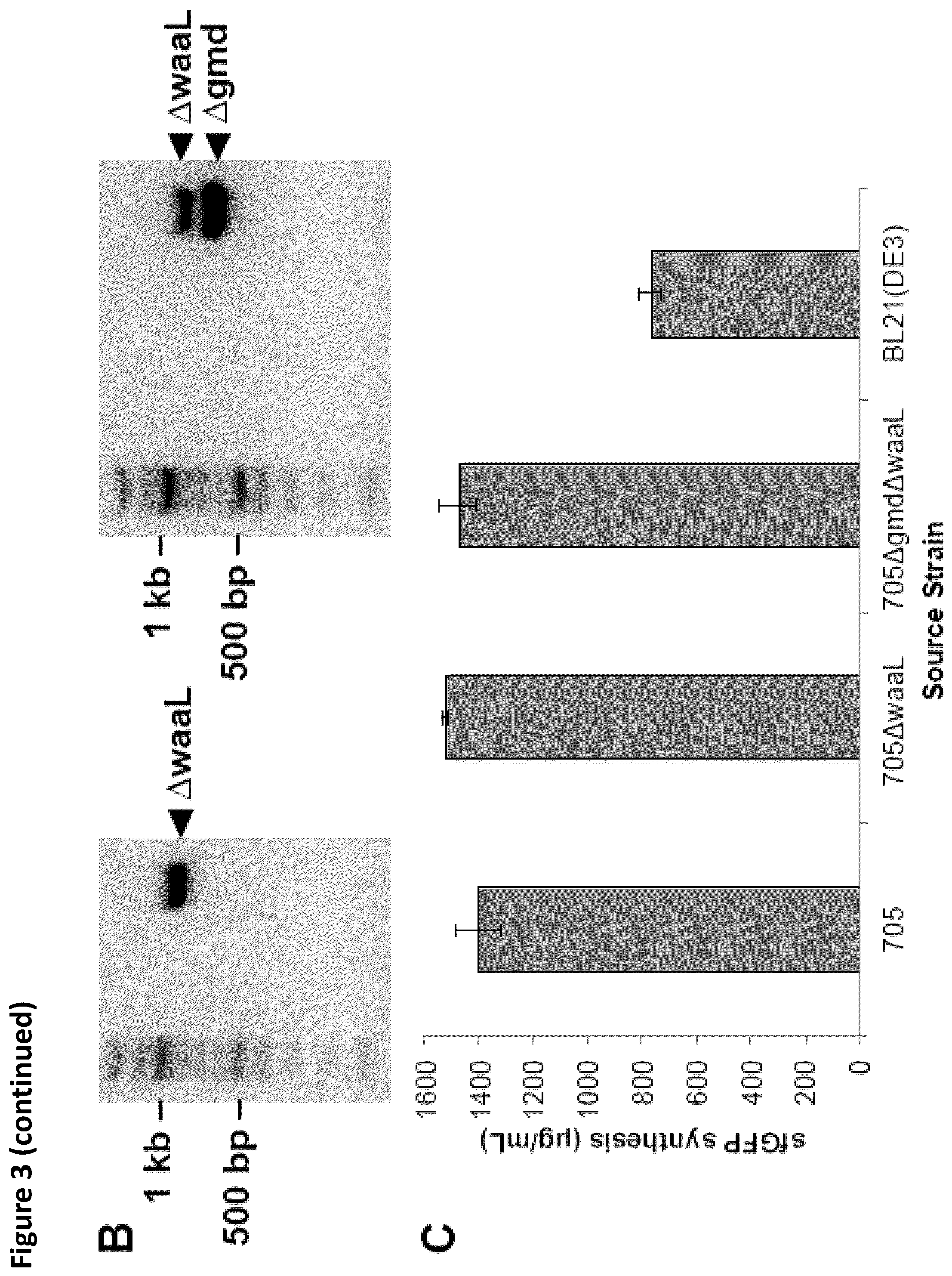 Patent US12410456 Figure 4 – Cell-free glycoprotein synthesis (CFGPS) in prokaryotic cell lysates enriched with components for glycosylation