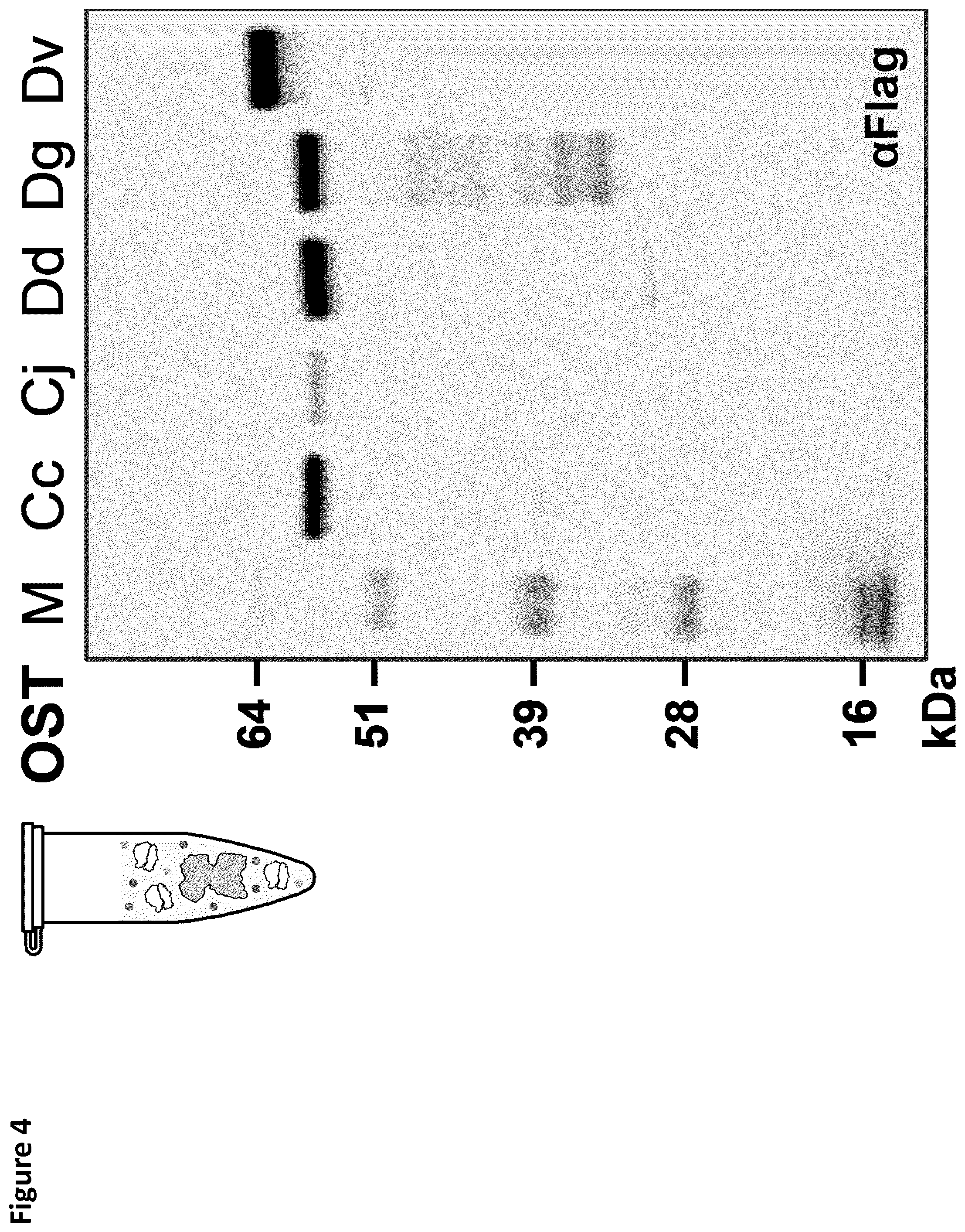 Patent US12410456 Figure 5 – Cell-free glycoprotein synthesis (CFGPS) in prokaryotic cell lysates enriched with components for glycosylation