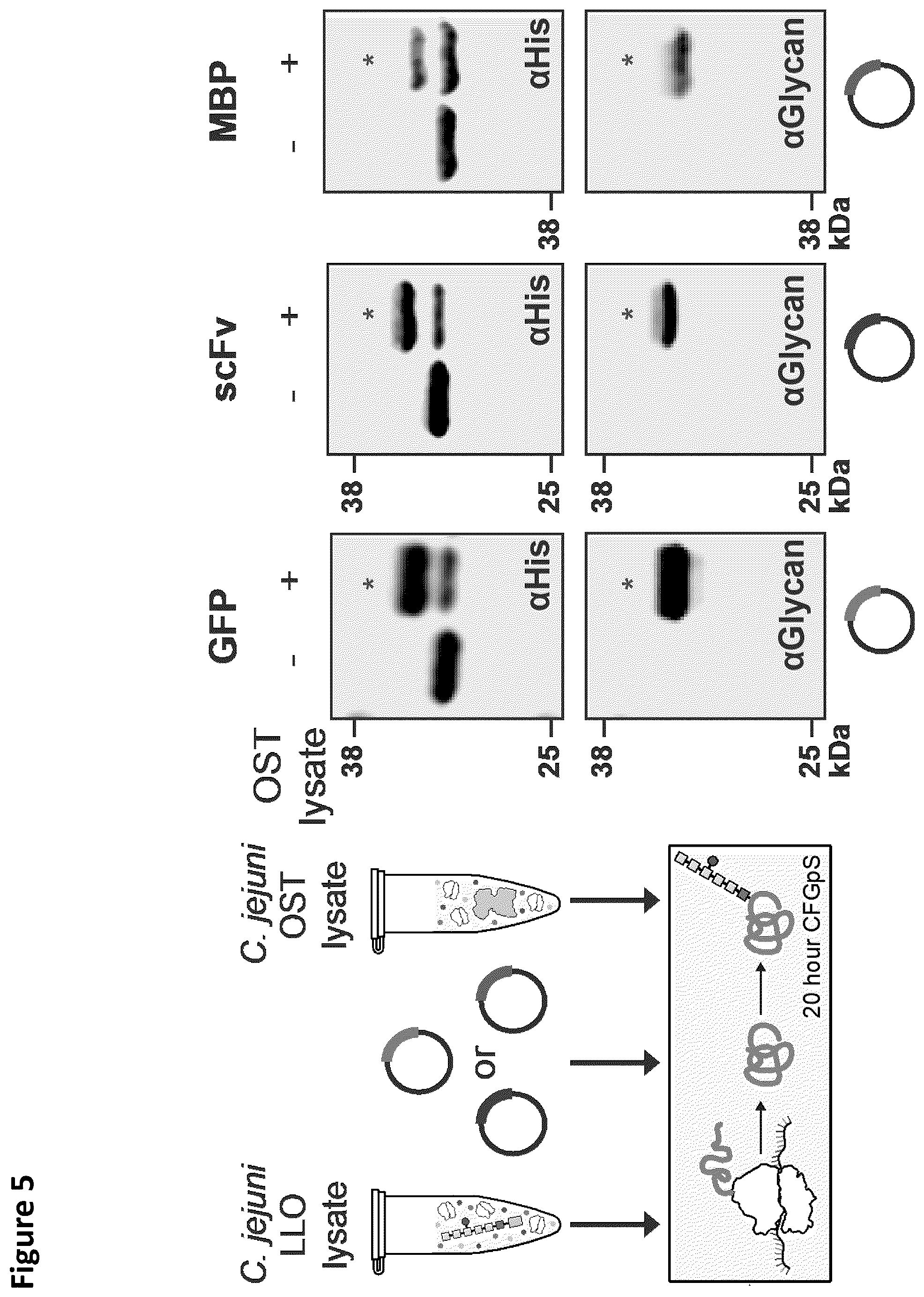 Patent US12410456 Figure 6 – Cell-free glycoprotein synthesis (CFGPS) in prokaryotic cell lysates enriched with components for glycosylation