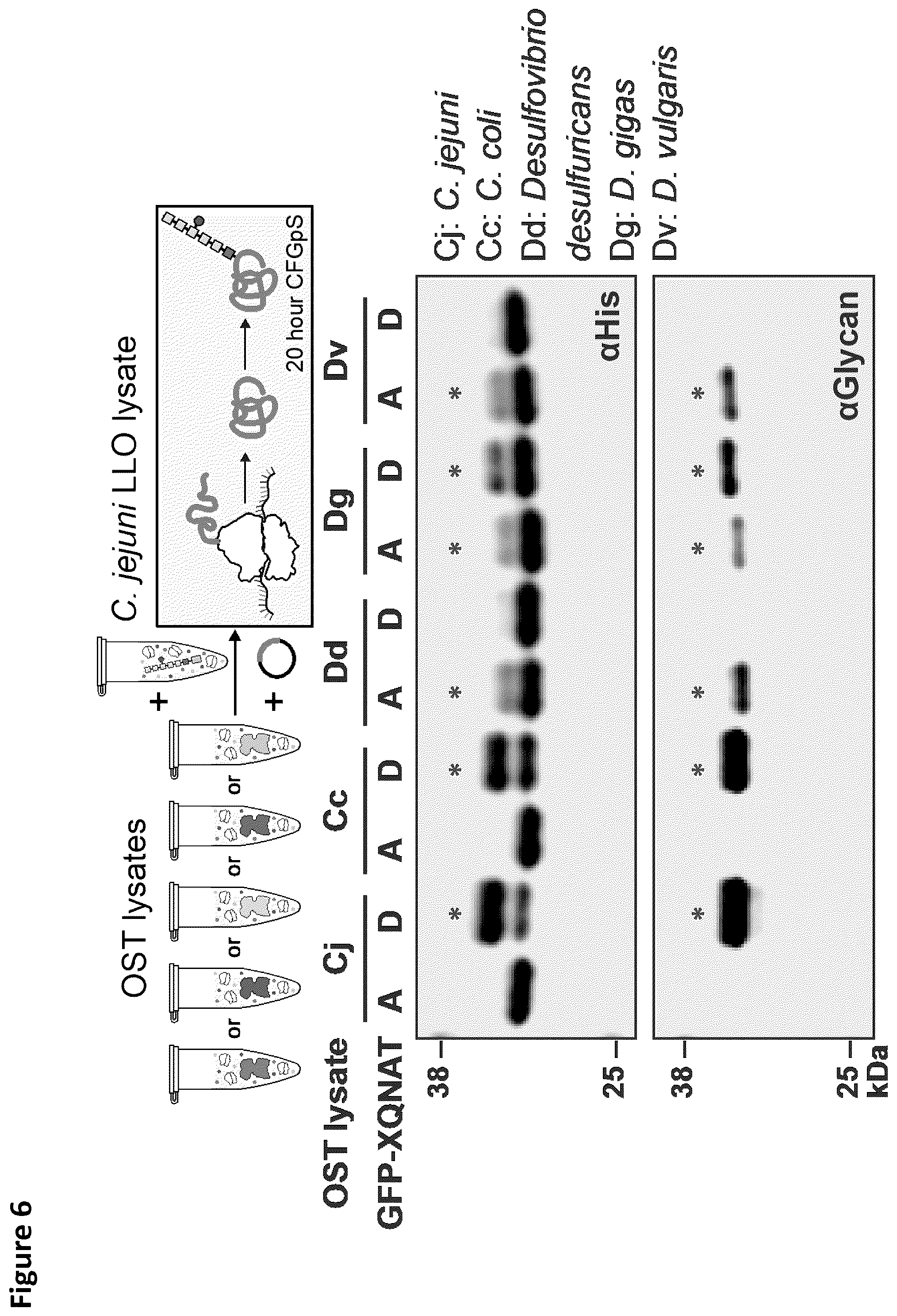 Patent US12410456 Figure 7 – Cell-free glycoprotein synthesis (CFGPS) in prokaryotic cell lysates enriched with components for glycosylation