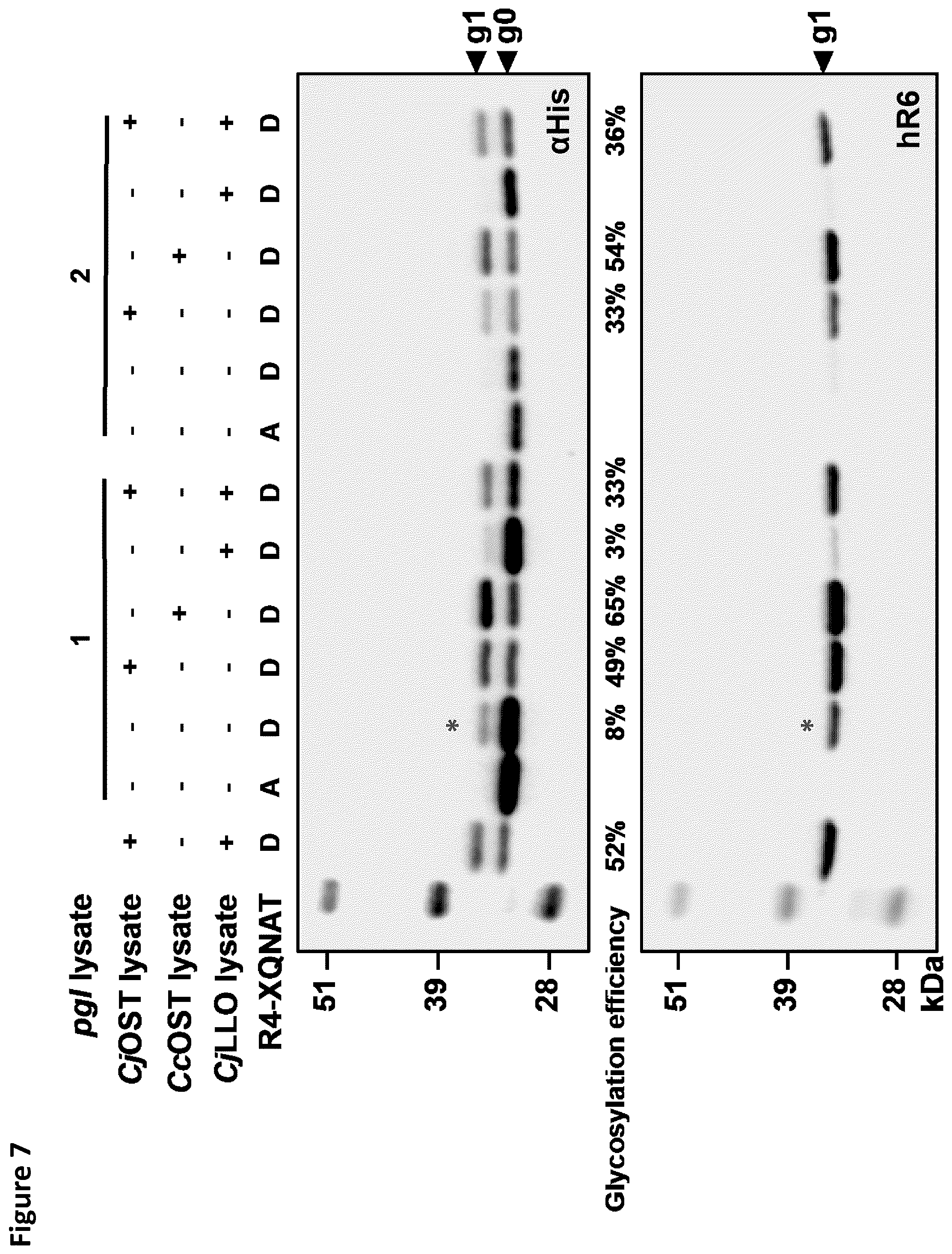 Patent US12410456 Figure 8 – Cell-free glycoprotein synthesis (CFGPS) in prokaryotic cell lysates enriched with components for glycosylation