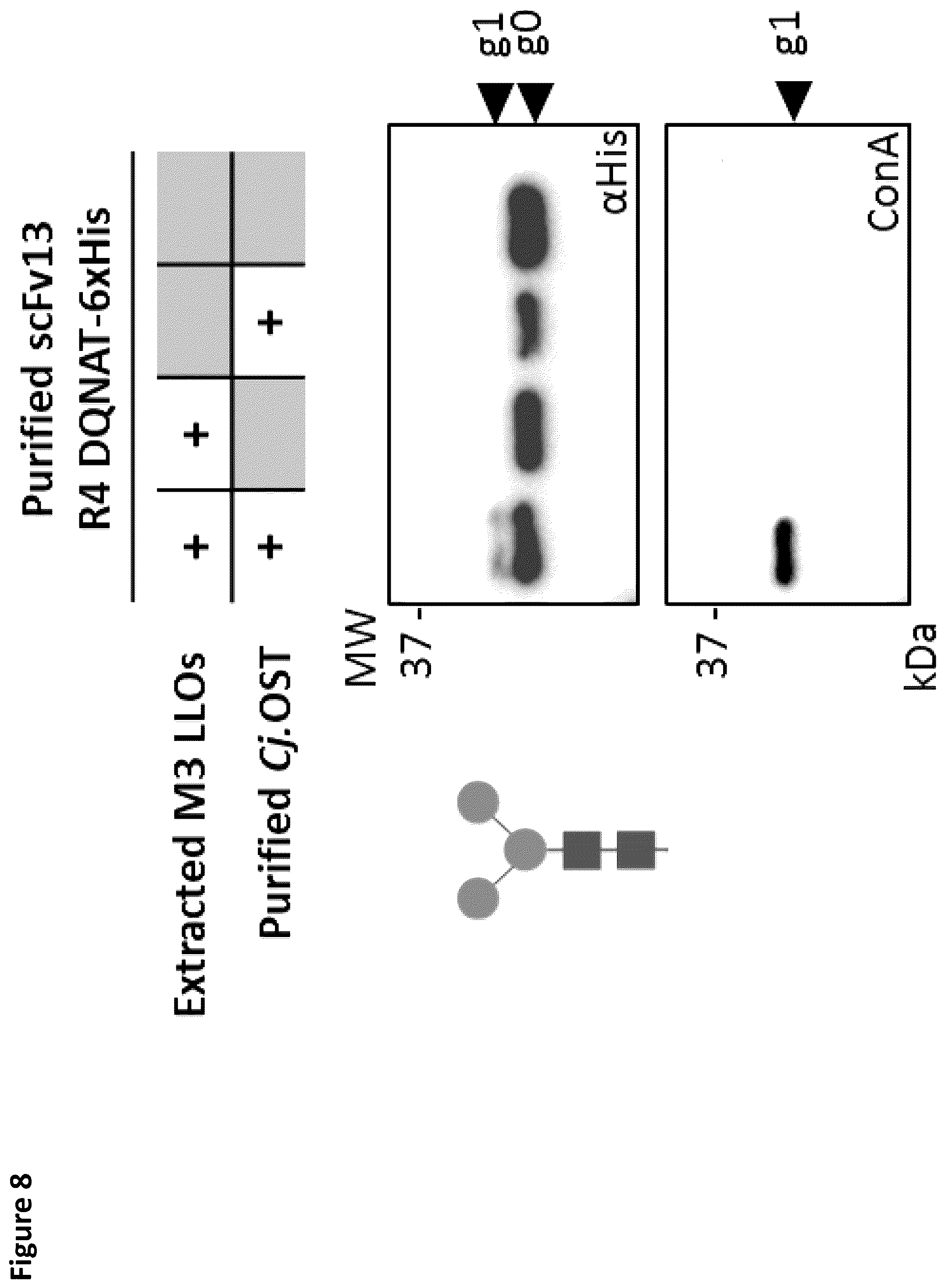 Patent US12410456 Figure 9 – Cell-free glycoprotein synthesis (CFGPS) in prokaryotic cell lysates enriched with components for glycosylation