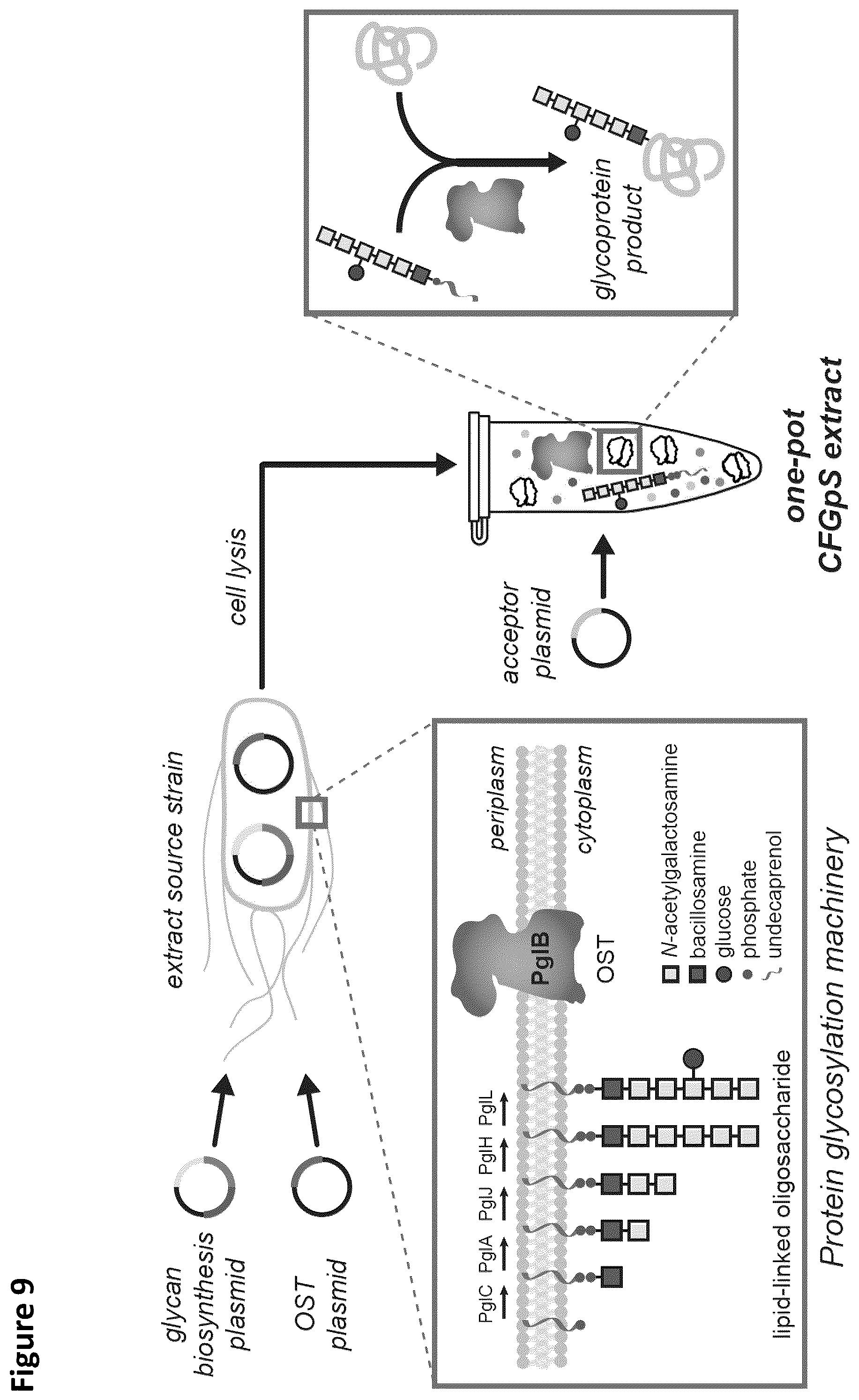 Patent US12410456 Figure 10 – Cell-free glycoprotein synthesis (CFGPS) in prokaryotic cell lysates enriched with components for glycosylation