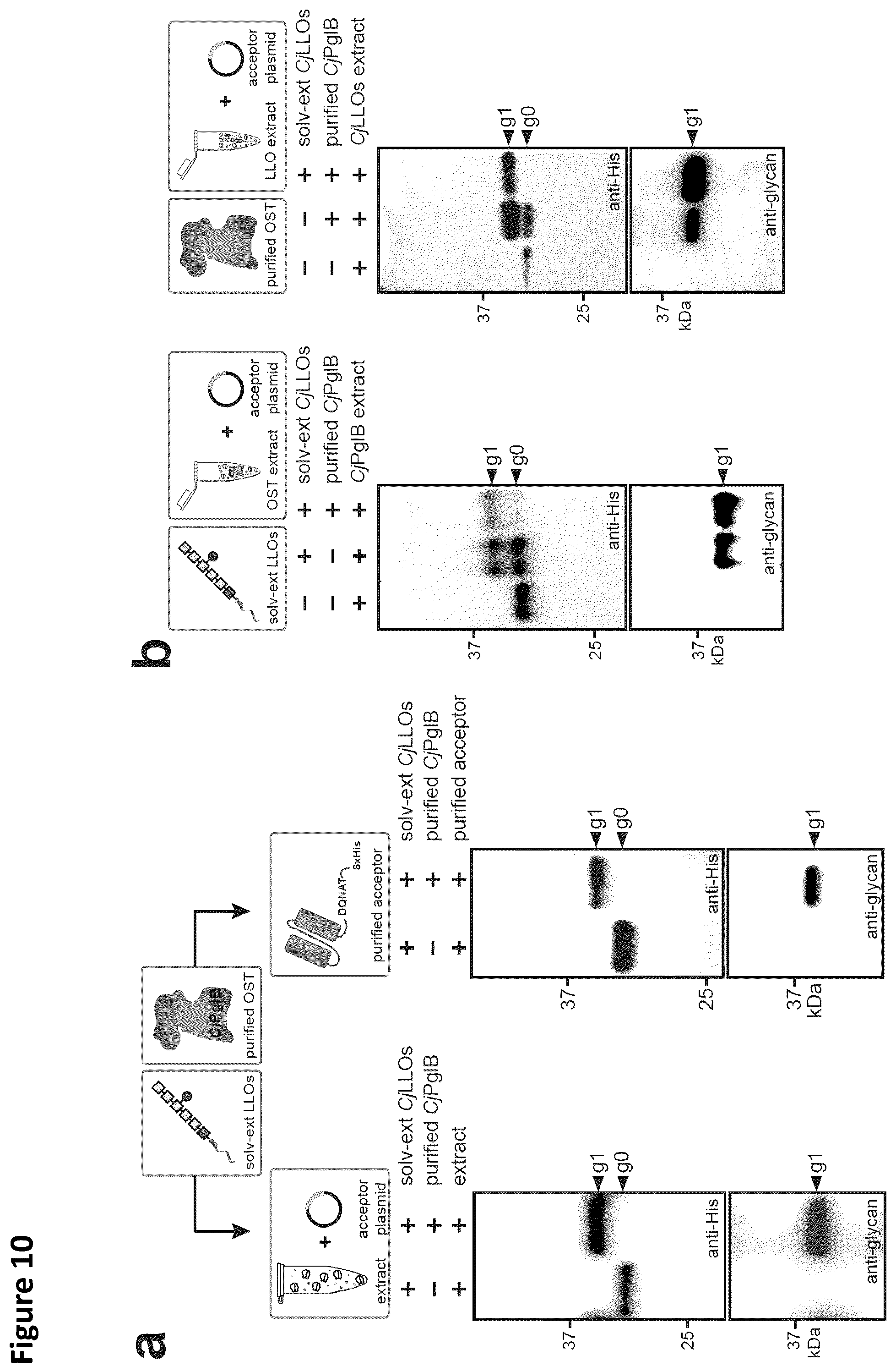 Patent US12410456 Figure 11 – Cell-free glycoprotein synthesis (CFGPS) in prokaryotic cell lysates enriched with components for glycosylation