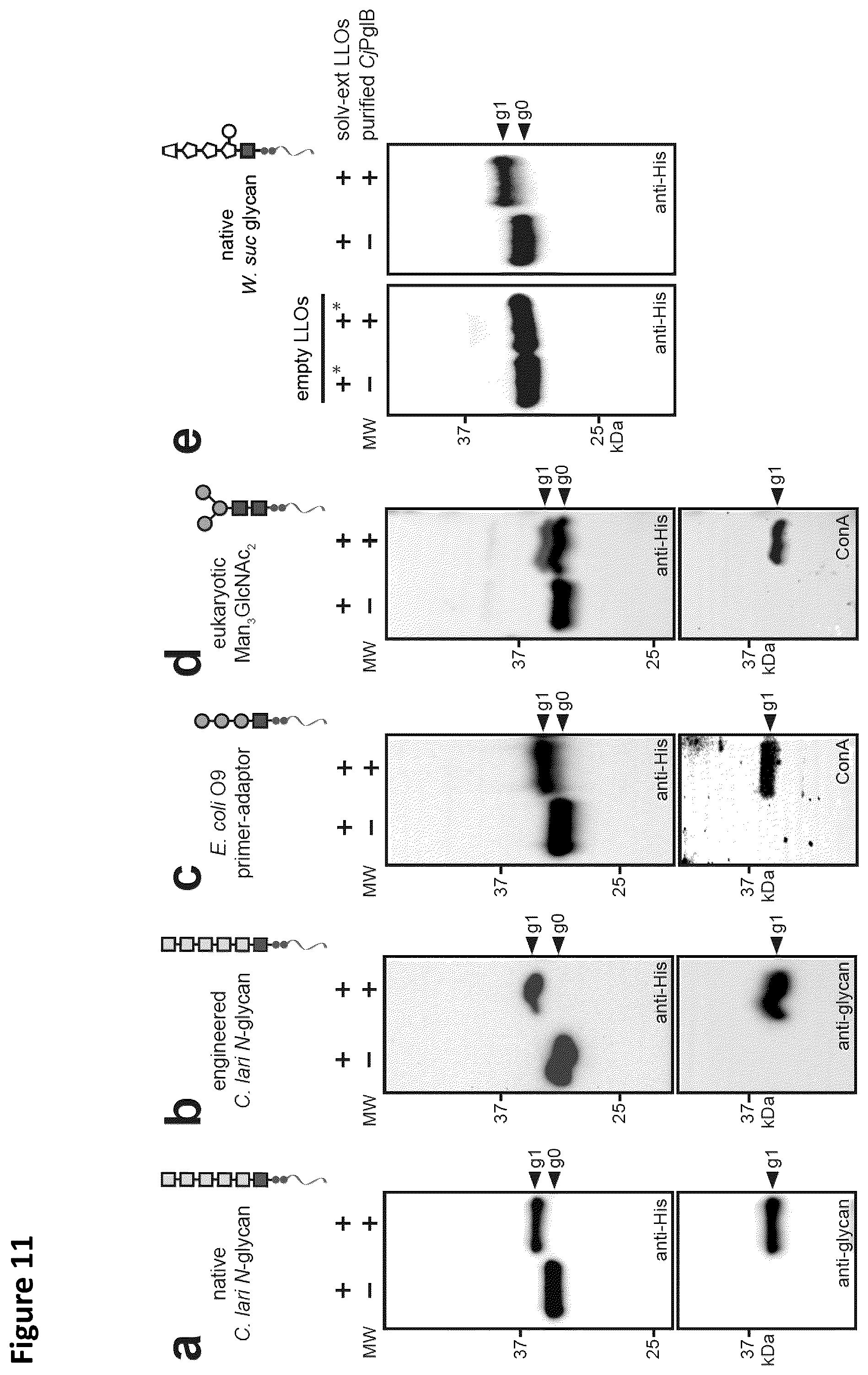 Patent US12410456 Figure 12 – Cell-free glycoprotein synthesis (CFGPS) in prokaryotic cell lysates enriched with components for glycosylation