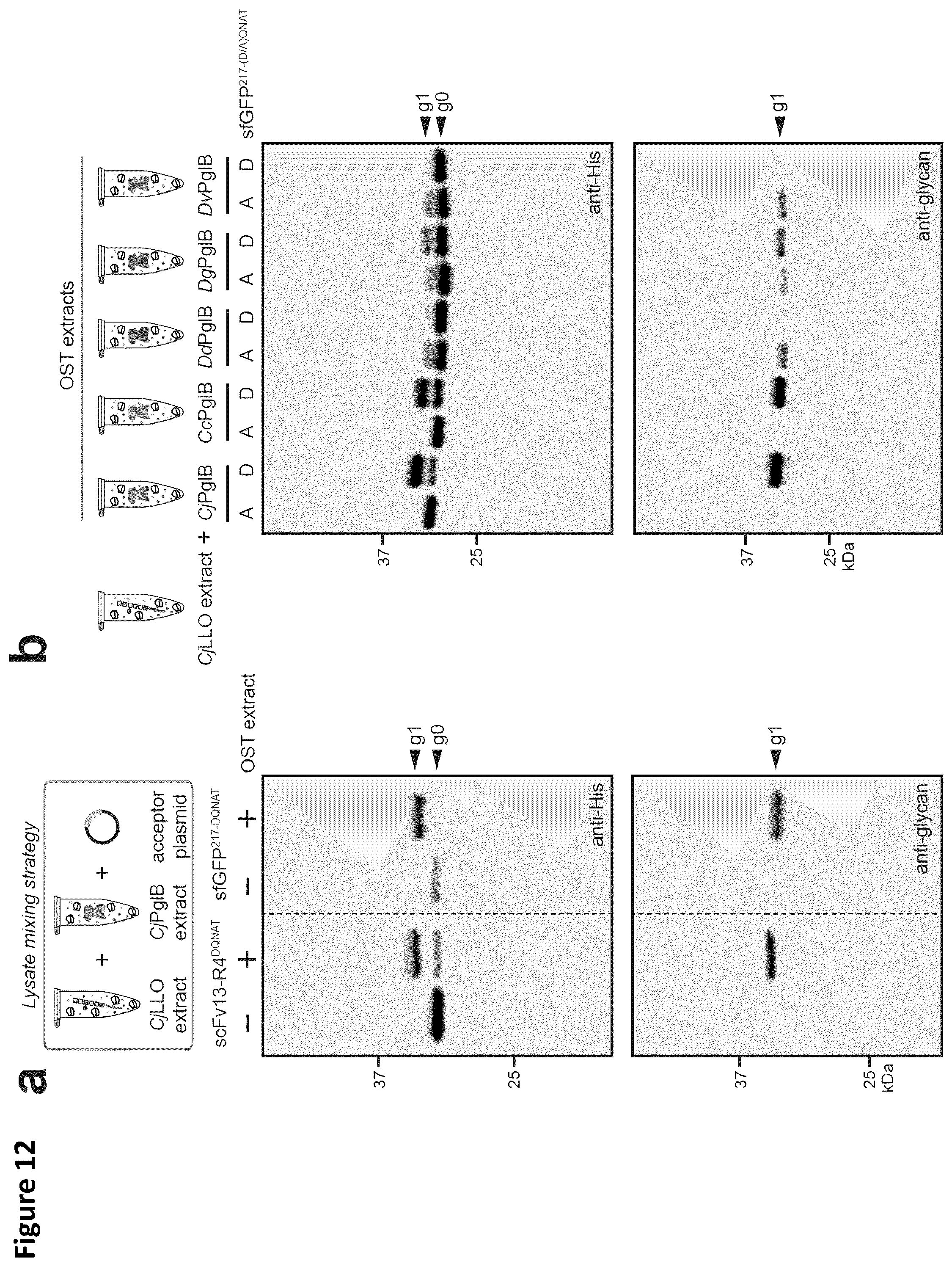 Patent US12410456 Figure 13 – Cell-free glycoprotein synthesis (CFGPS) in prokaryotic cell lysates enriched with components for glycosylation