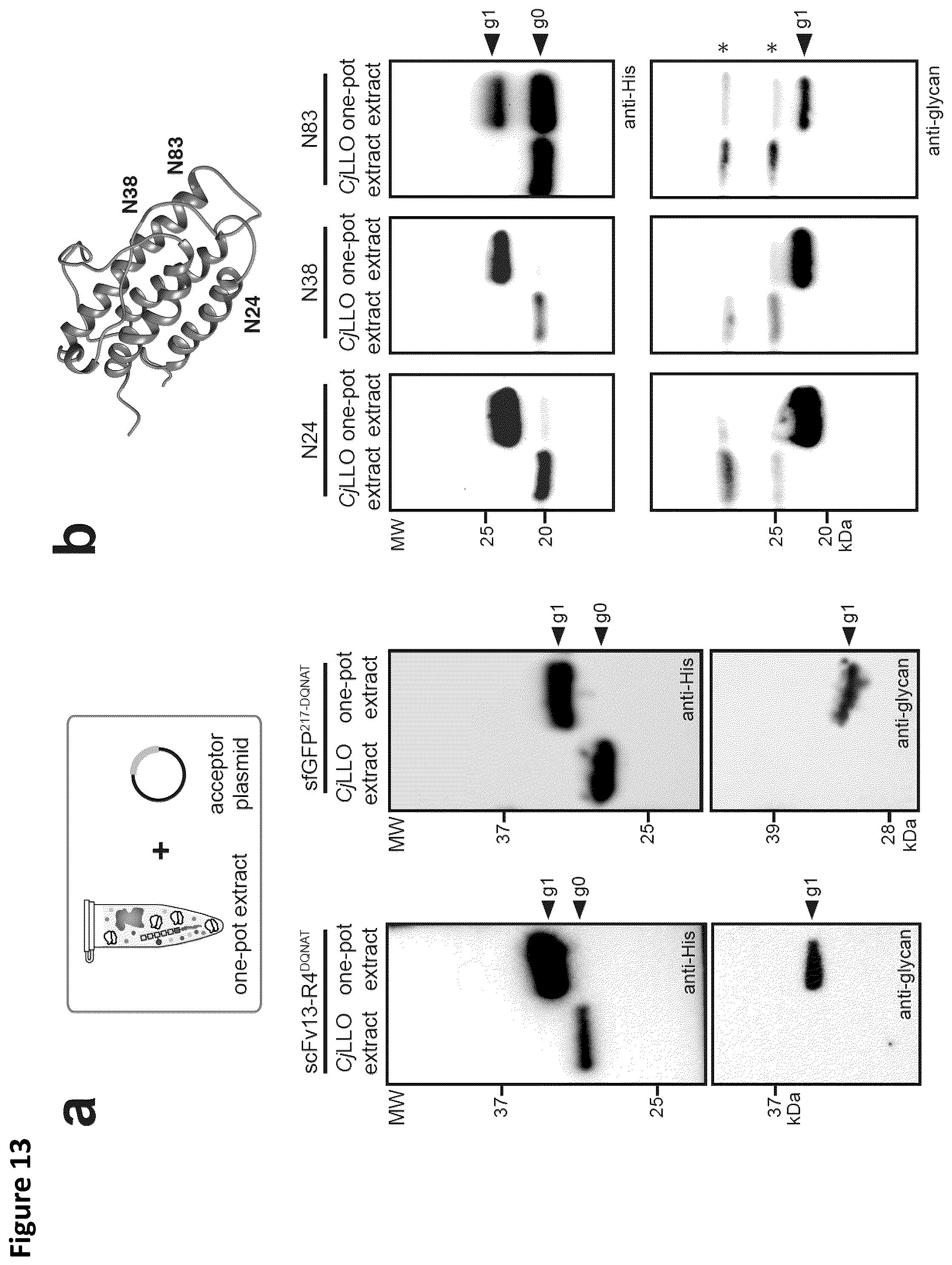 Patent US12410456 Figure 14 – Cell-free glycoprotein synthesis (CFGPS) in prokaryotic cell lysates enriched with components for glycosylation