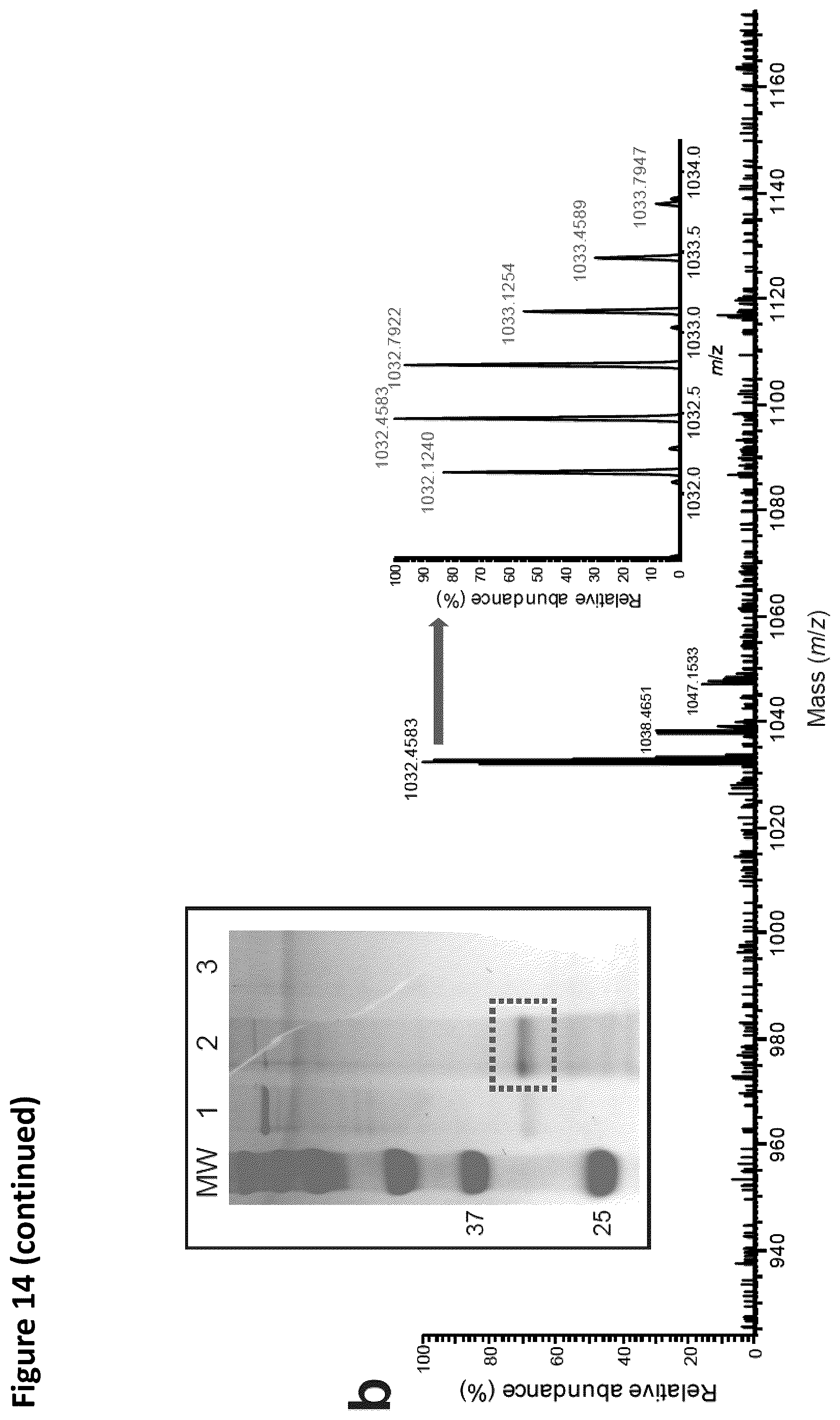 Patent US12410456 Figure 16 – Cell-free glycoprotein synthesis (CFGPS) in prokaryotic cell lysates enriched with components for glycosylation