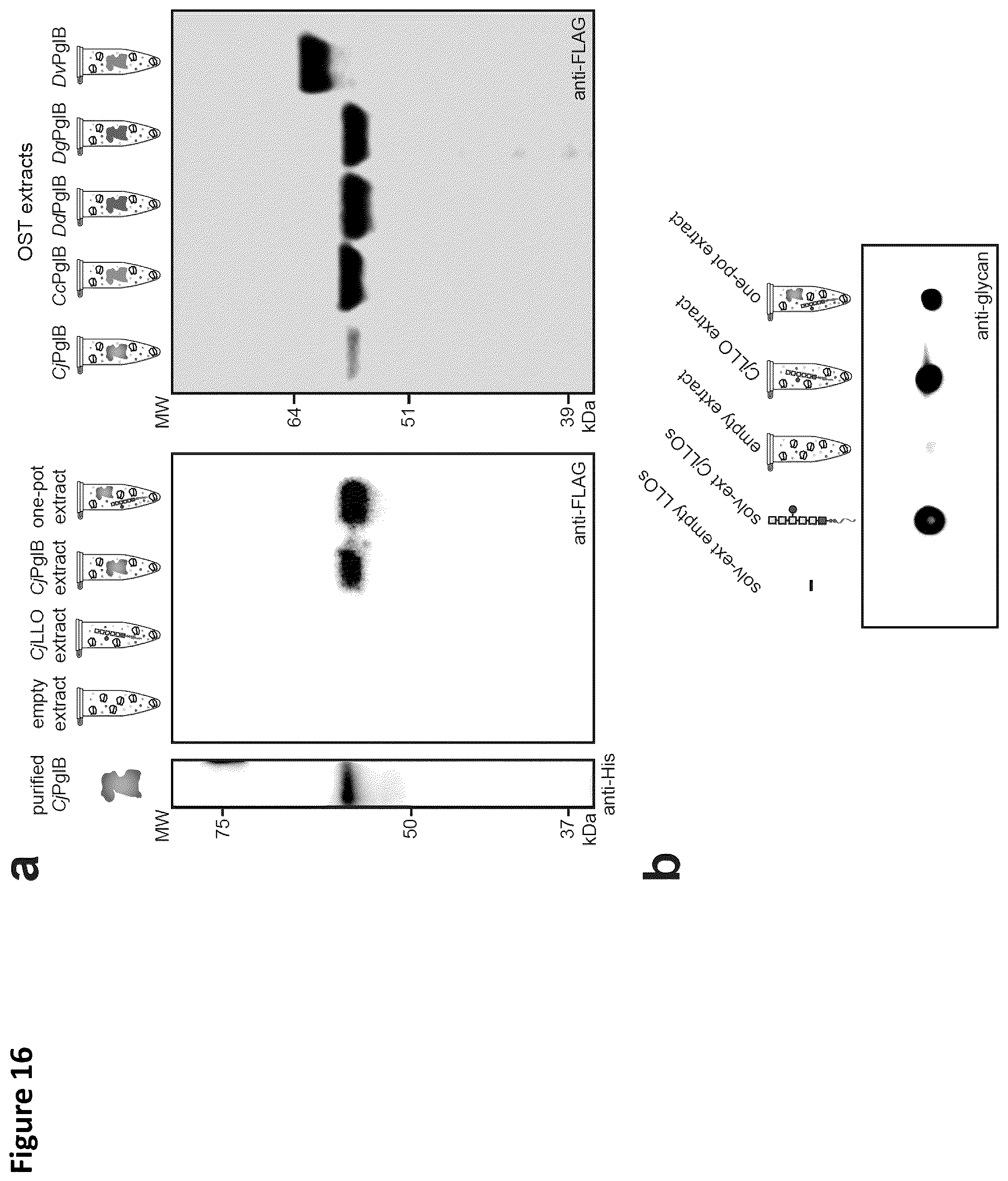 Patent US12410456 Figure 18 – Cell-free glycoprotein synthesis (CFGPS) in prokaryotic cell lysates enriched with components for glycosylation