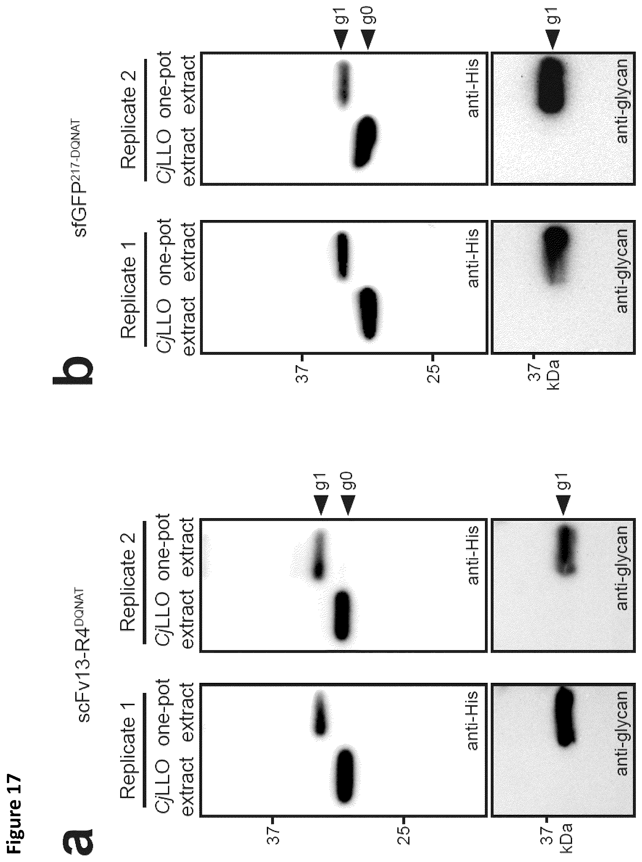 Patent US12410456 Figure 19 – Cell-free glycoprotein synthesis (CFGPS) in prokaryotic cell lysates enriched with components for glycosylation