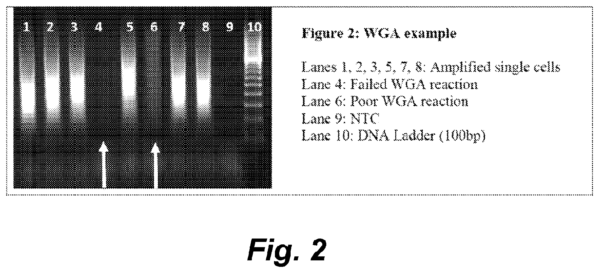 Patent US12410460 Figure 2 – Barcoding of nucleic acids