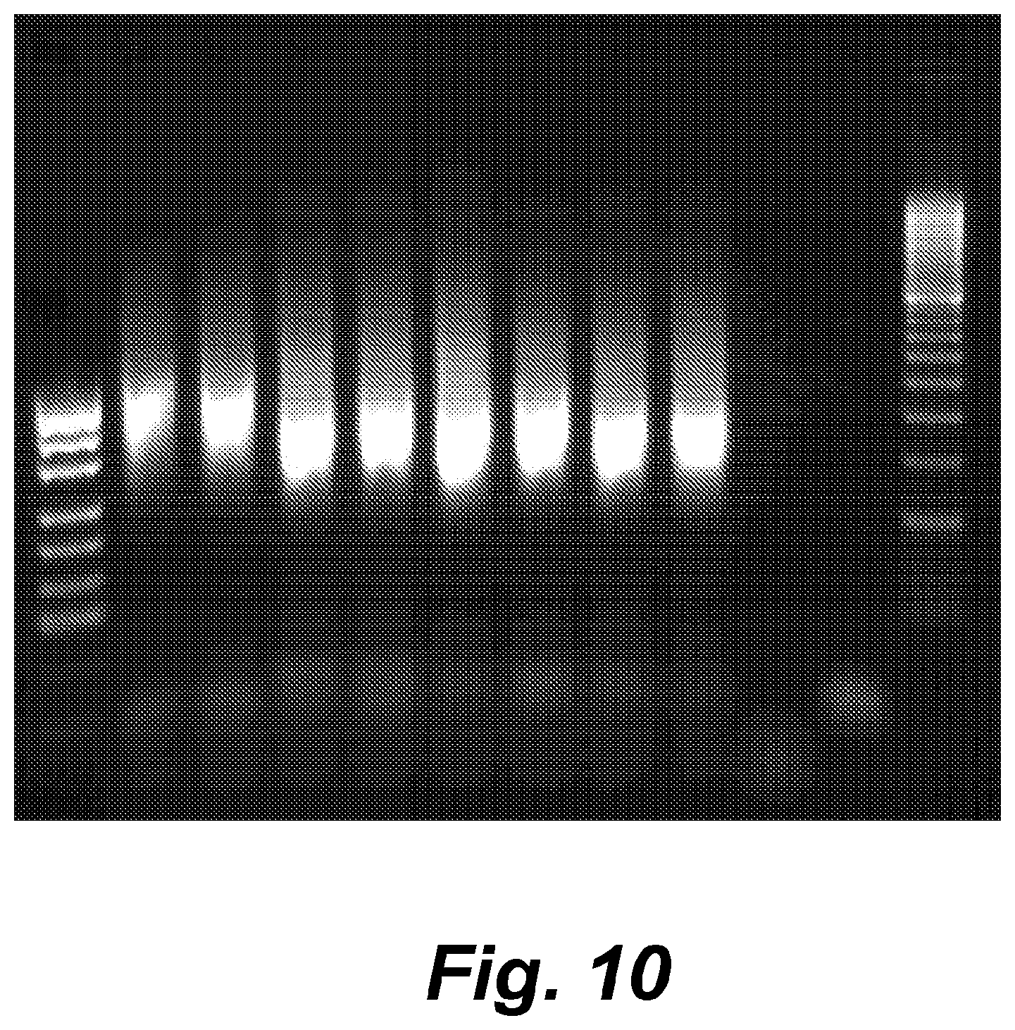Patent US12410460 Figure 10 – Barcoding of nucleic acids