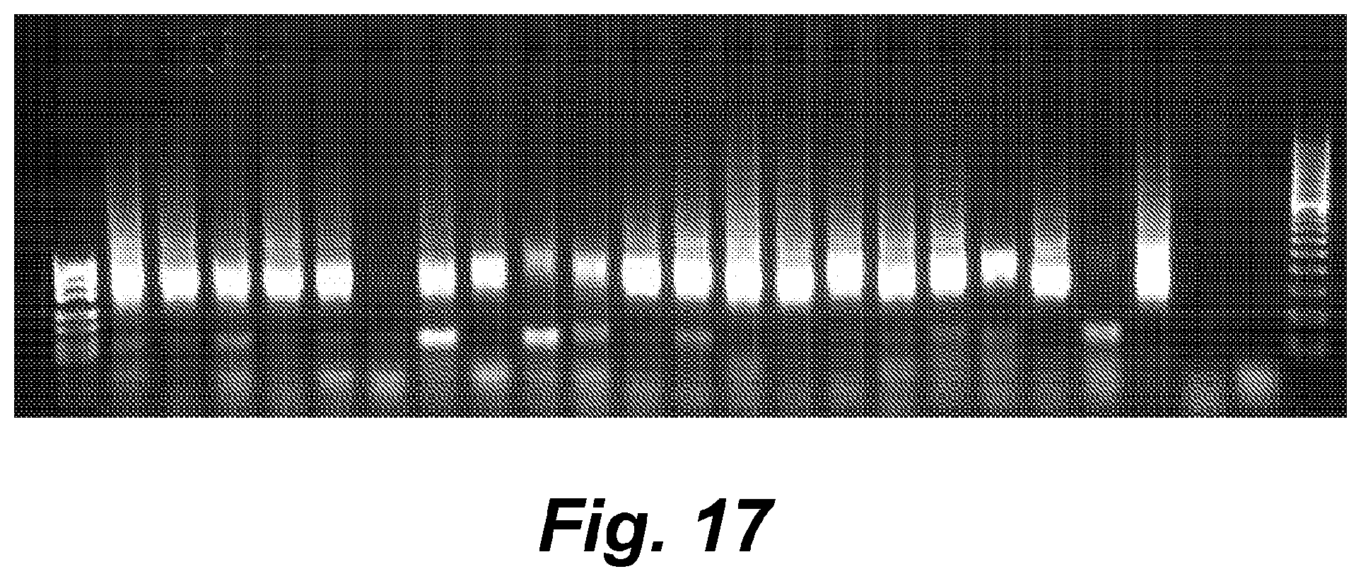 Patent US12410460 Figure 19 – Barcoding of nucleic acids