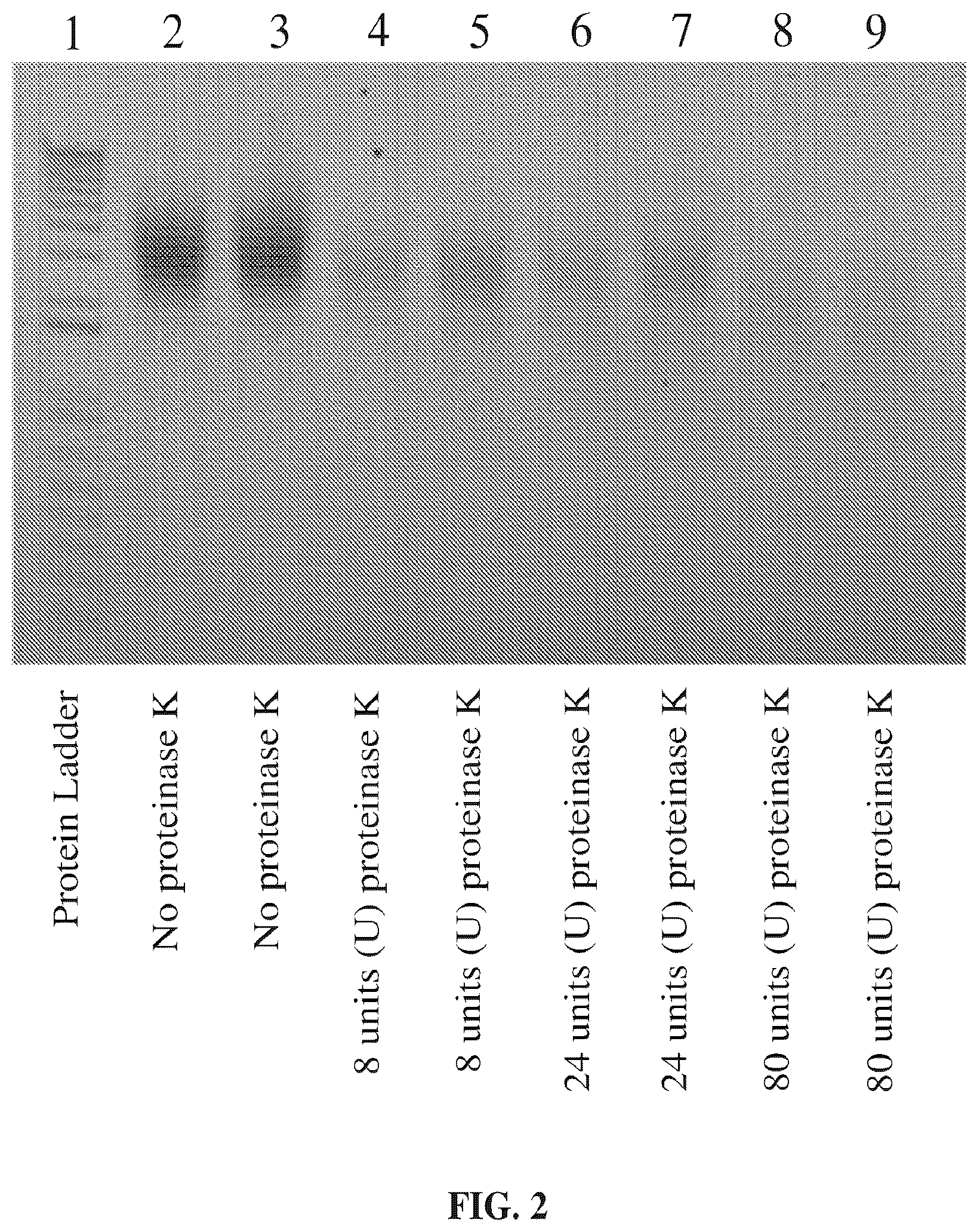Patent US12410461 Figure 2 – Method of preparing clinical samples for nucleic acid amplification