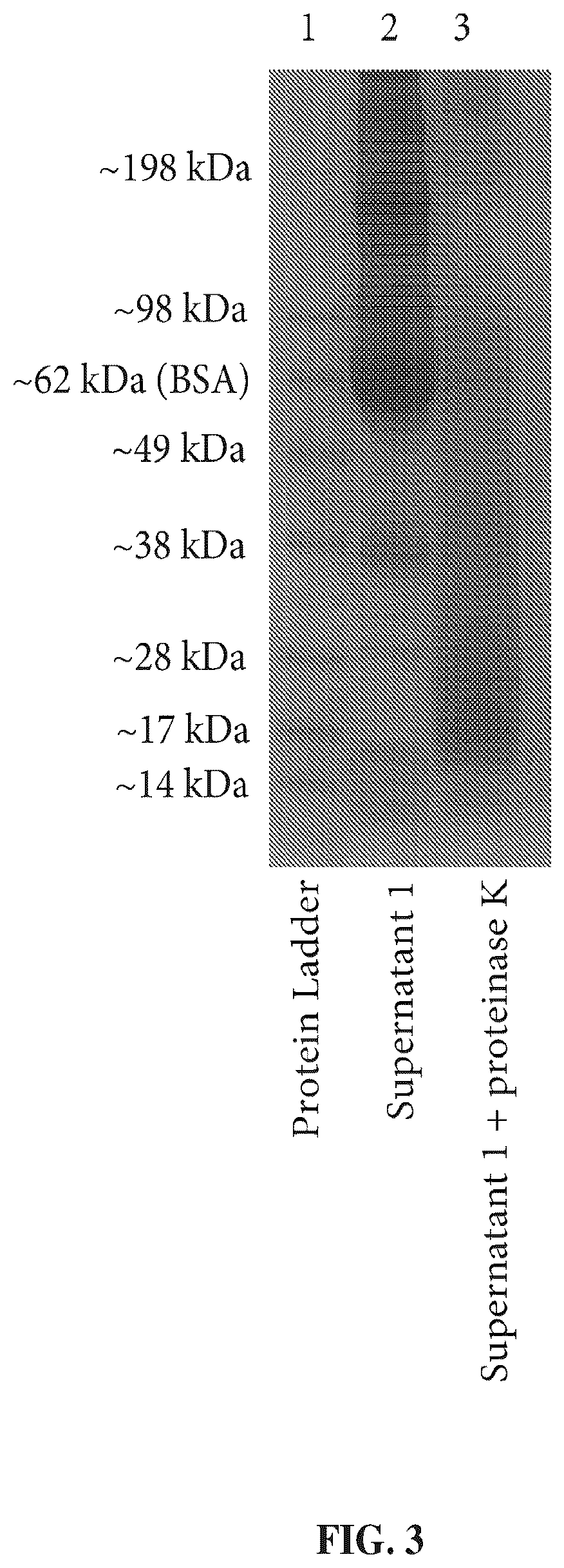 Patent US12410461 Figure 3 – Method of preparing clinical samples for nucleic acid amplification